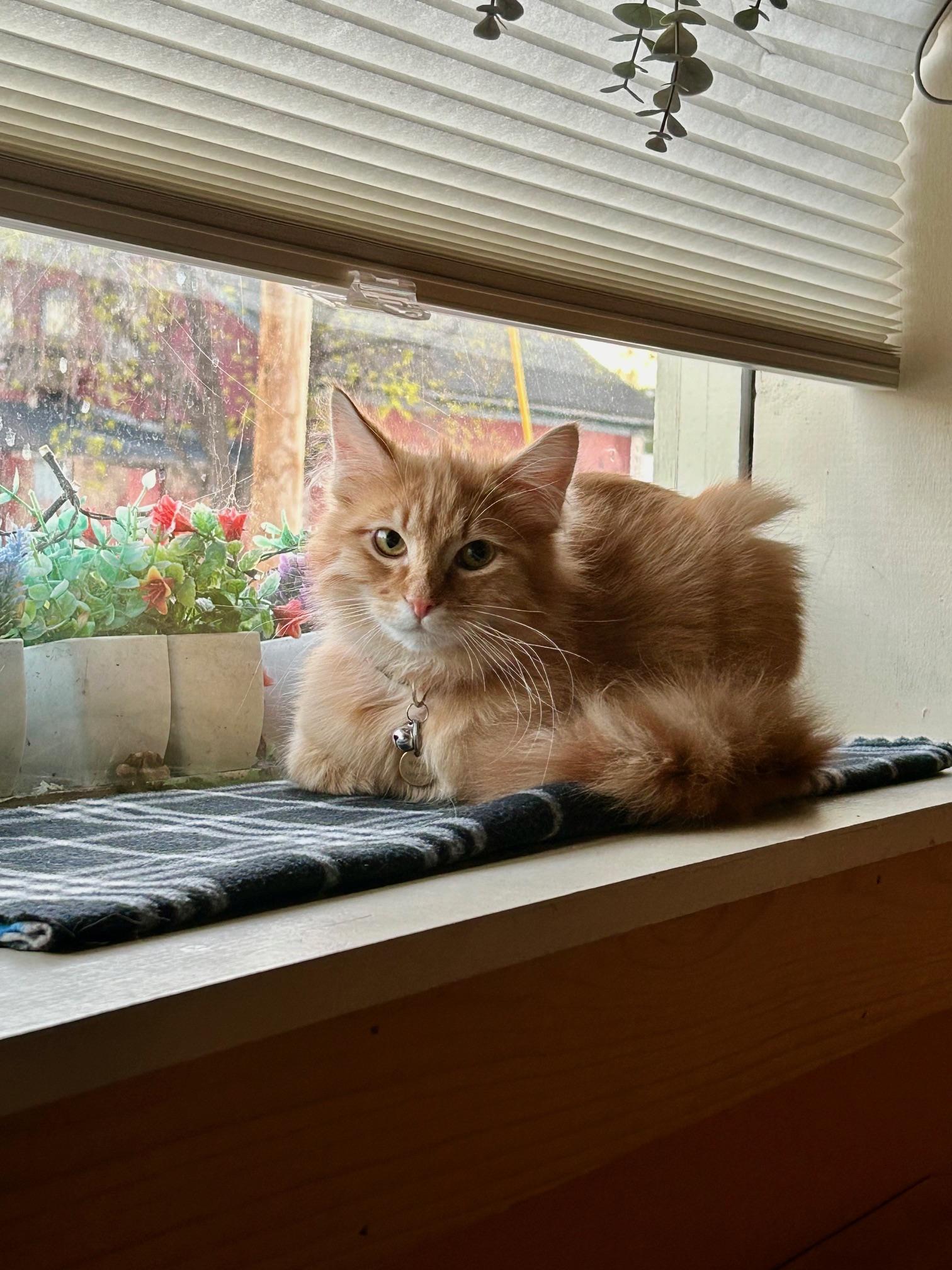 Enlarge Noodle, an adopted Domestic Medium Hair in Denver, CO image 2/5