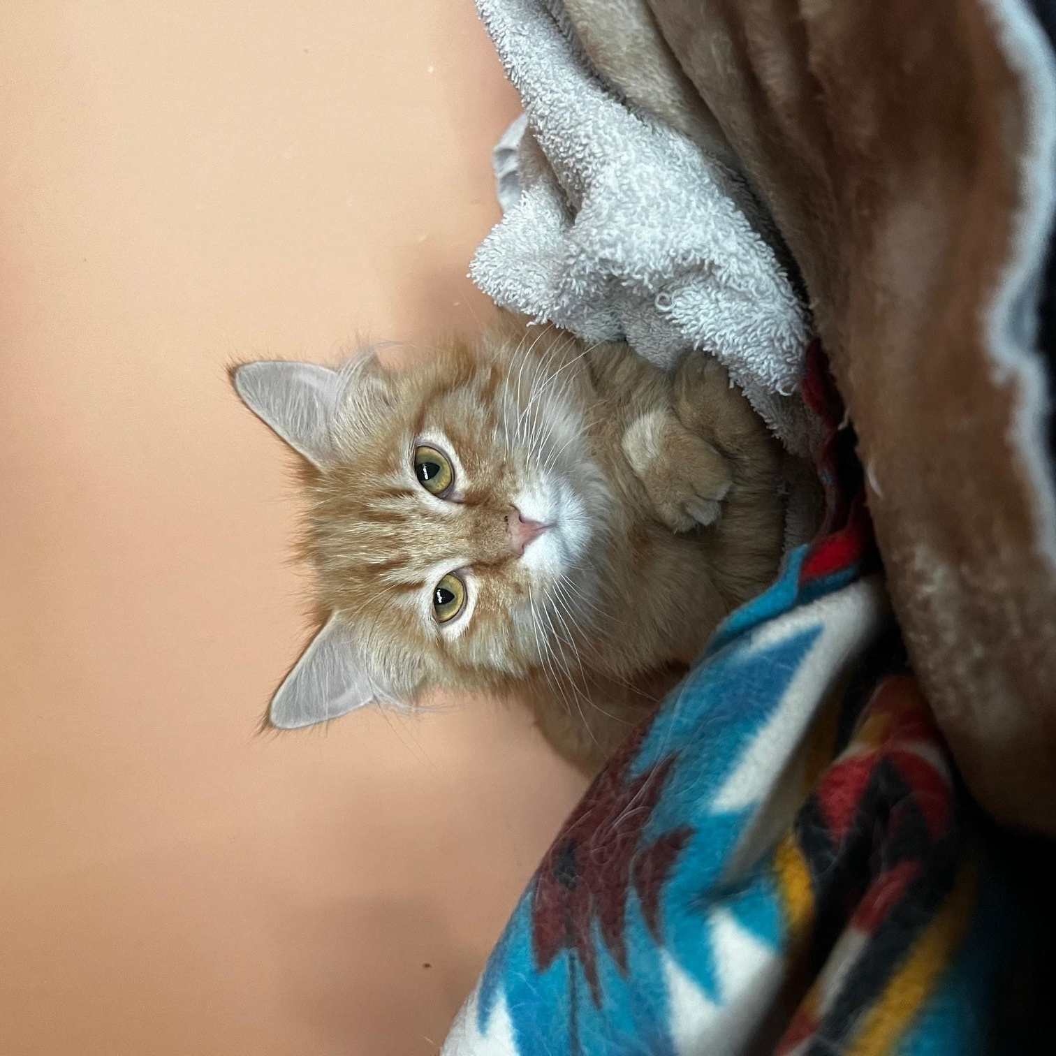 Enlarge Noodle, an adopted Domestic Medium Hair in Denver, CO image 4/5