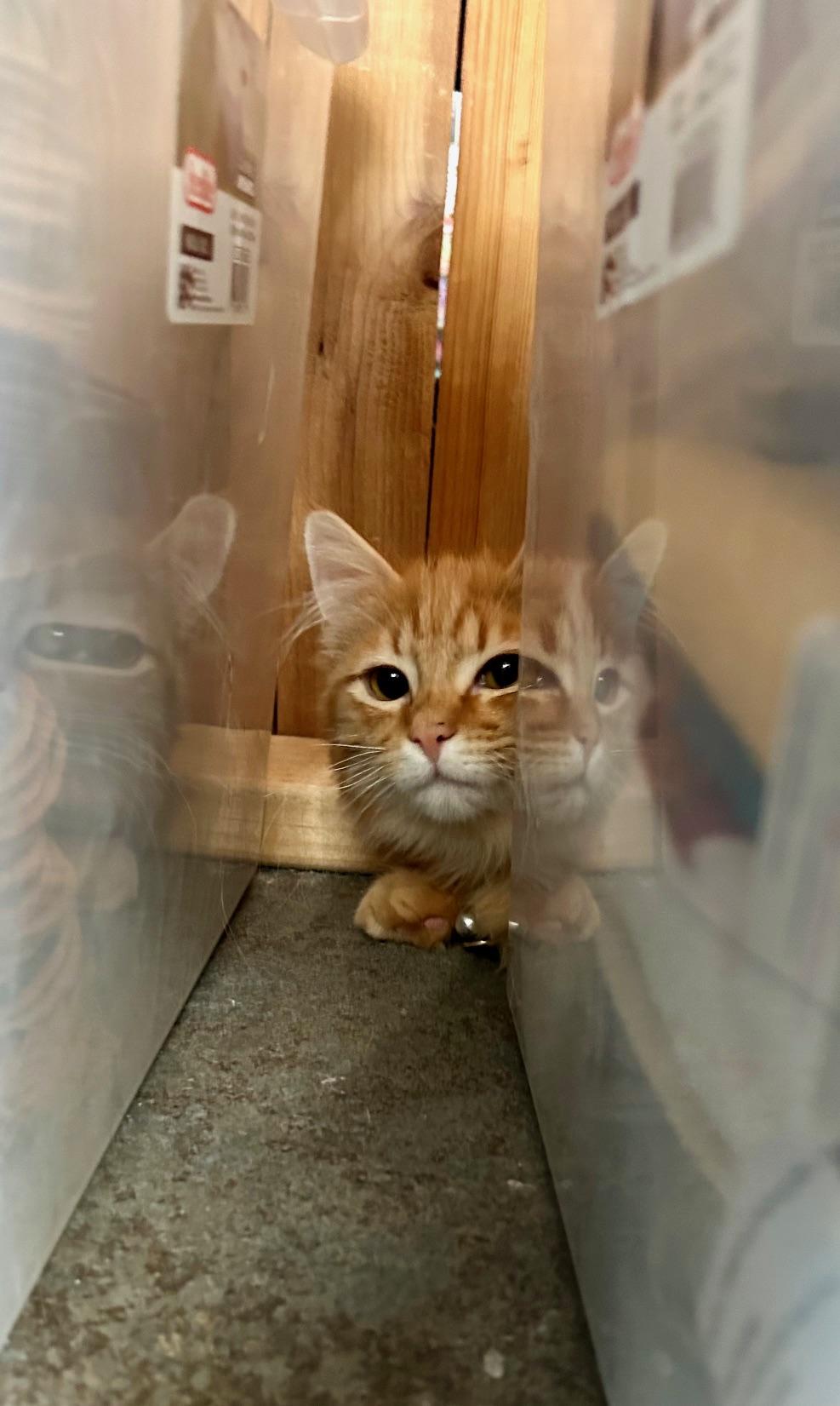 Enlarge Noodle, an adopted Domestic Medium Hair in Denver, CO image 3/5