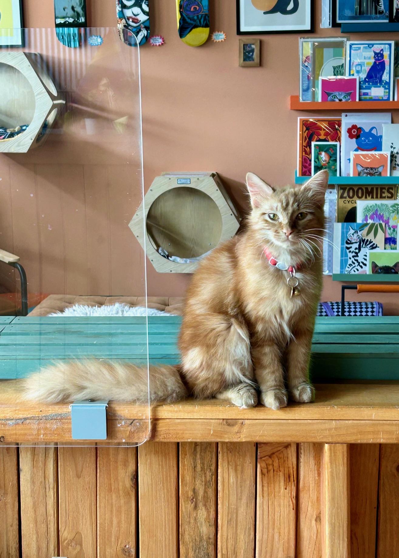 Enlarge Noodle, an adopted Domestic Medium Hair in Denver, CO image 1/5
