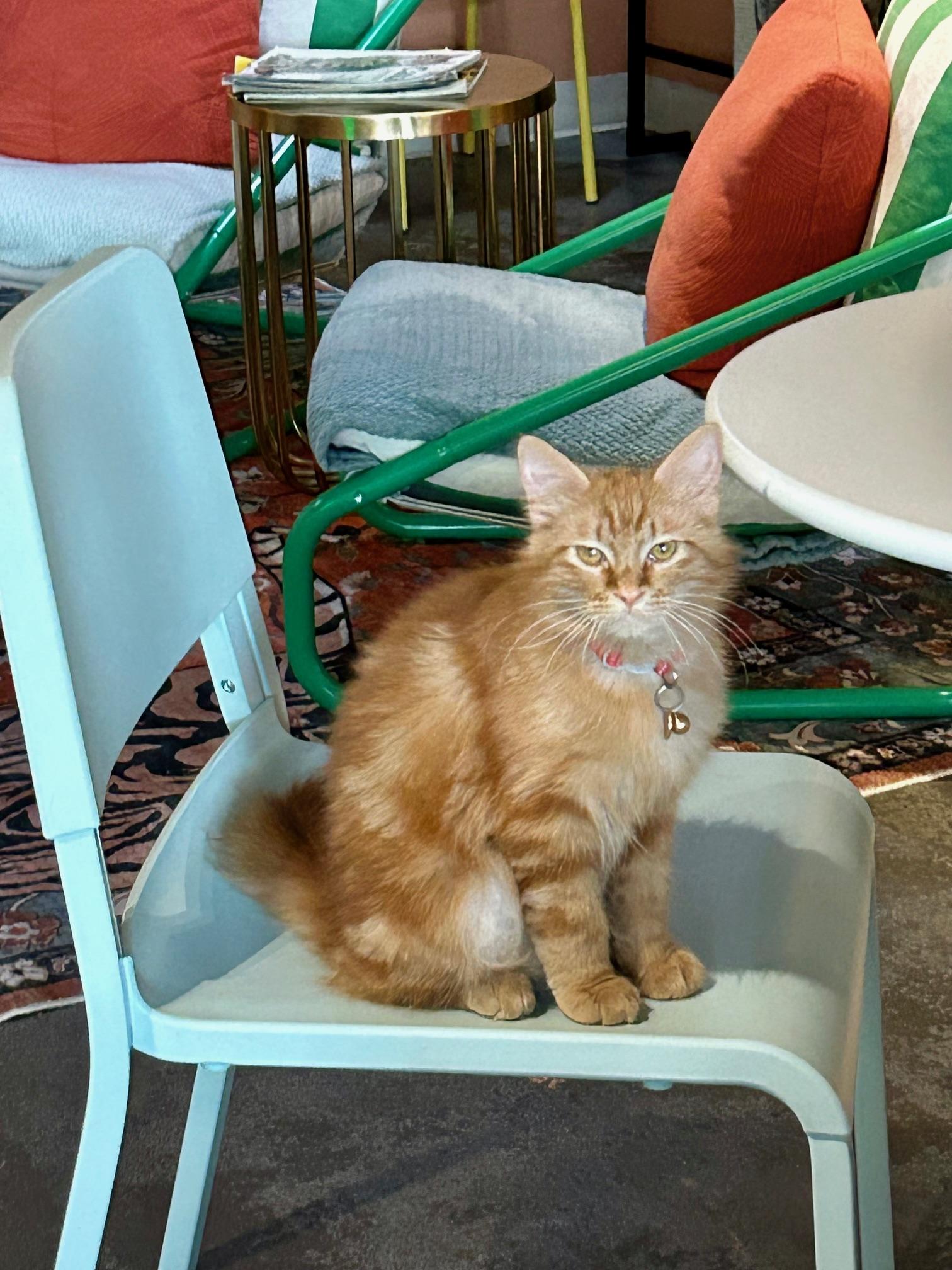 Enlarge Noodle, an adopted Domestic Medium Hair in Denver, CO image 5/5