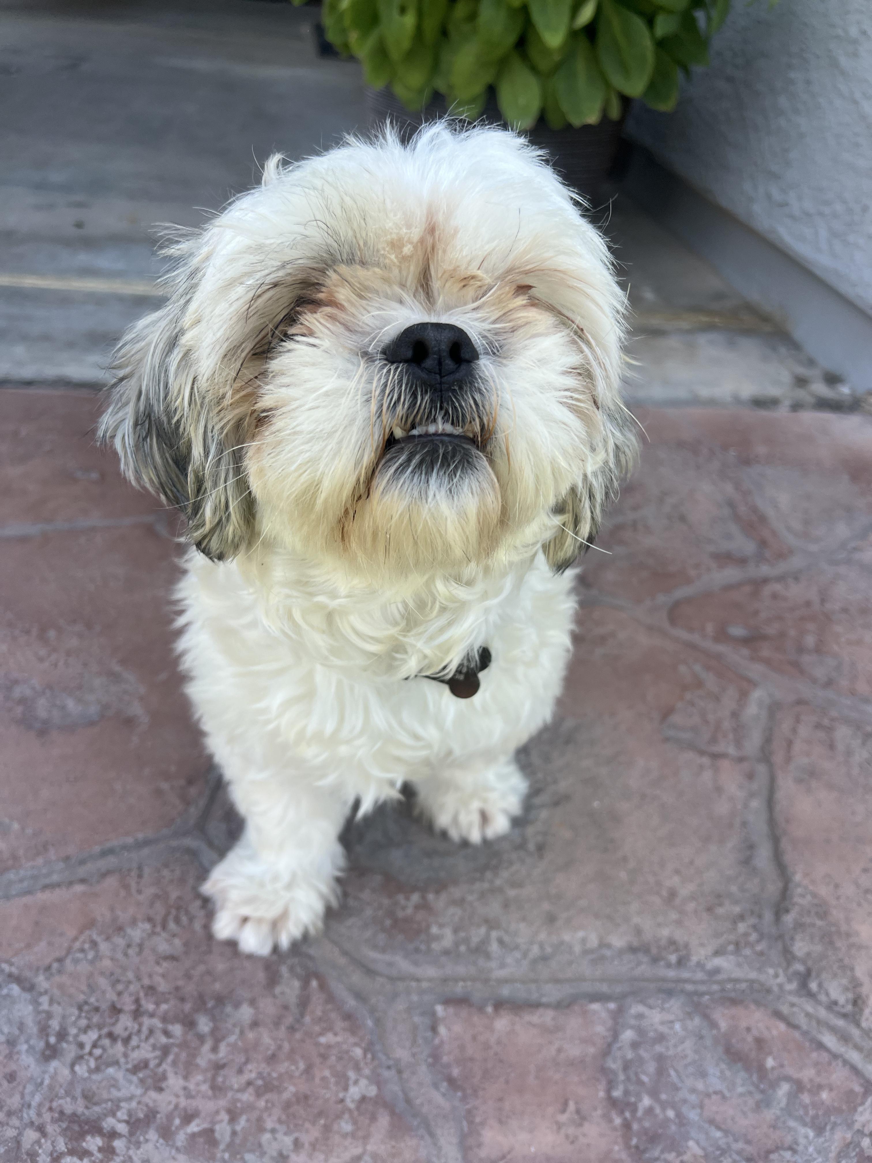 Poppy