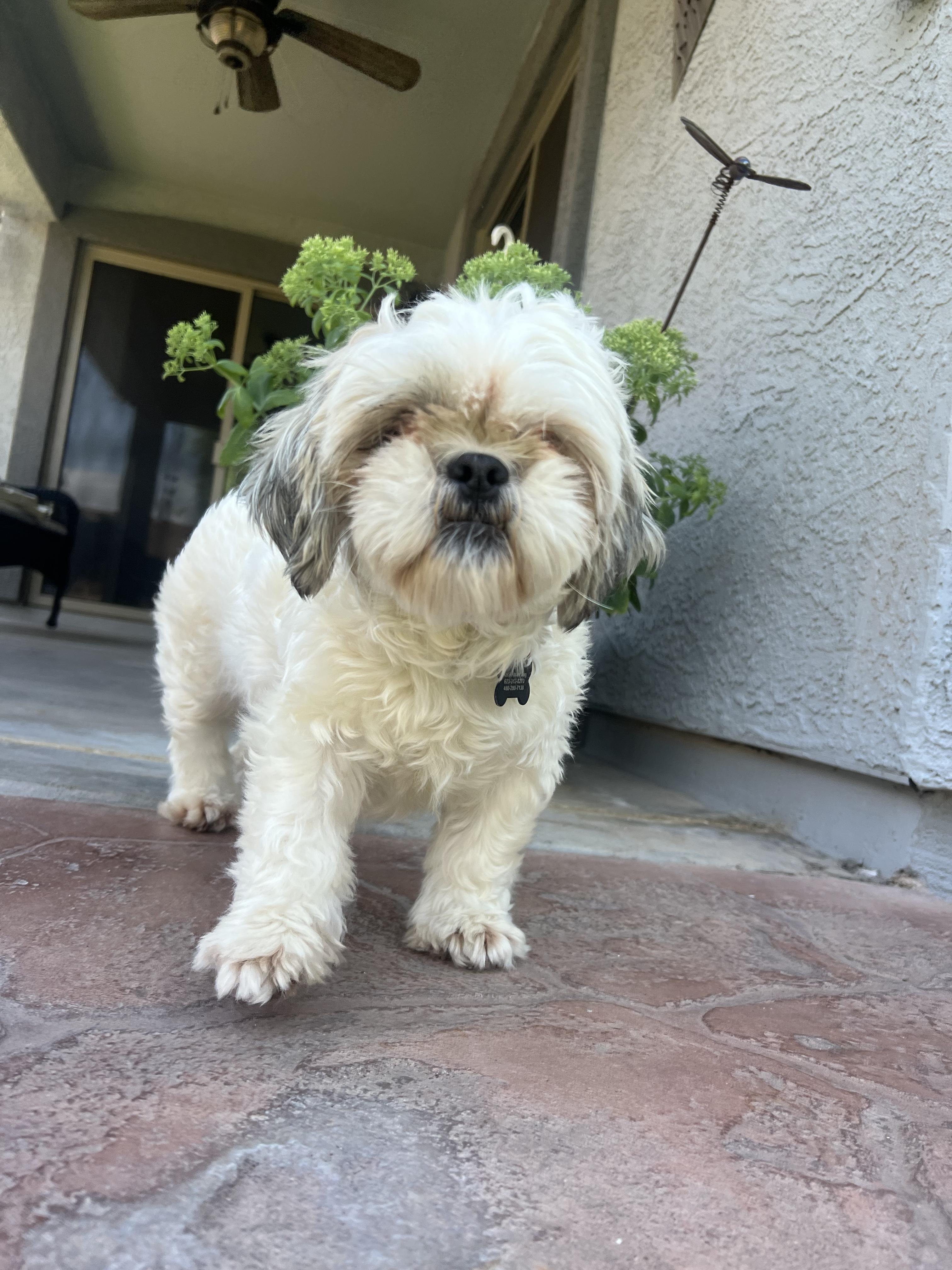 Poppy