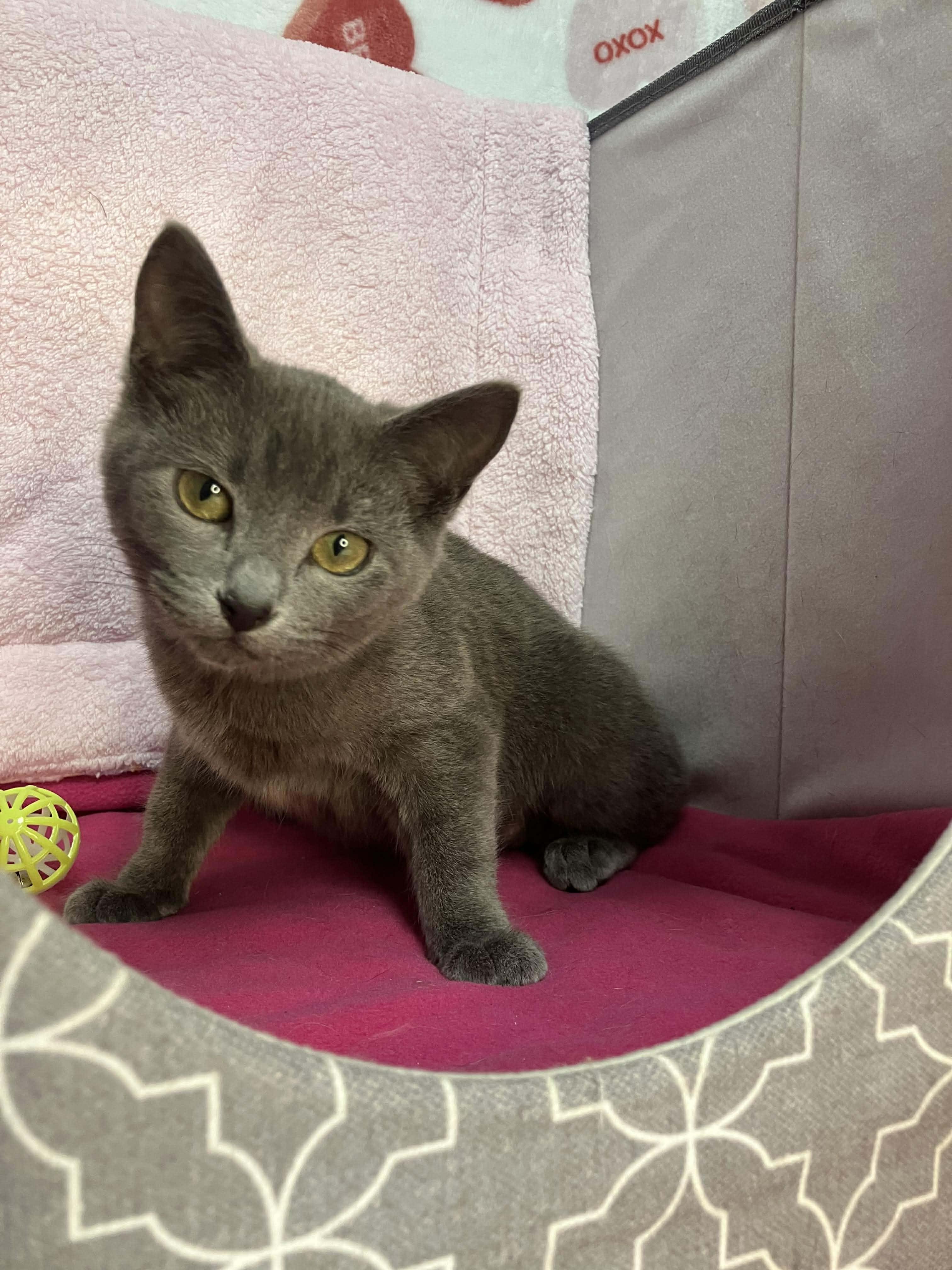 Enlarge Honey - sweet and affectionate, a Adoptable mixed breed in Muskego, WI image 2/4