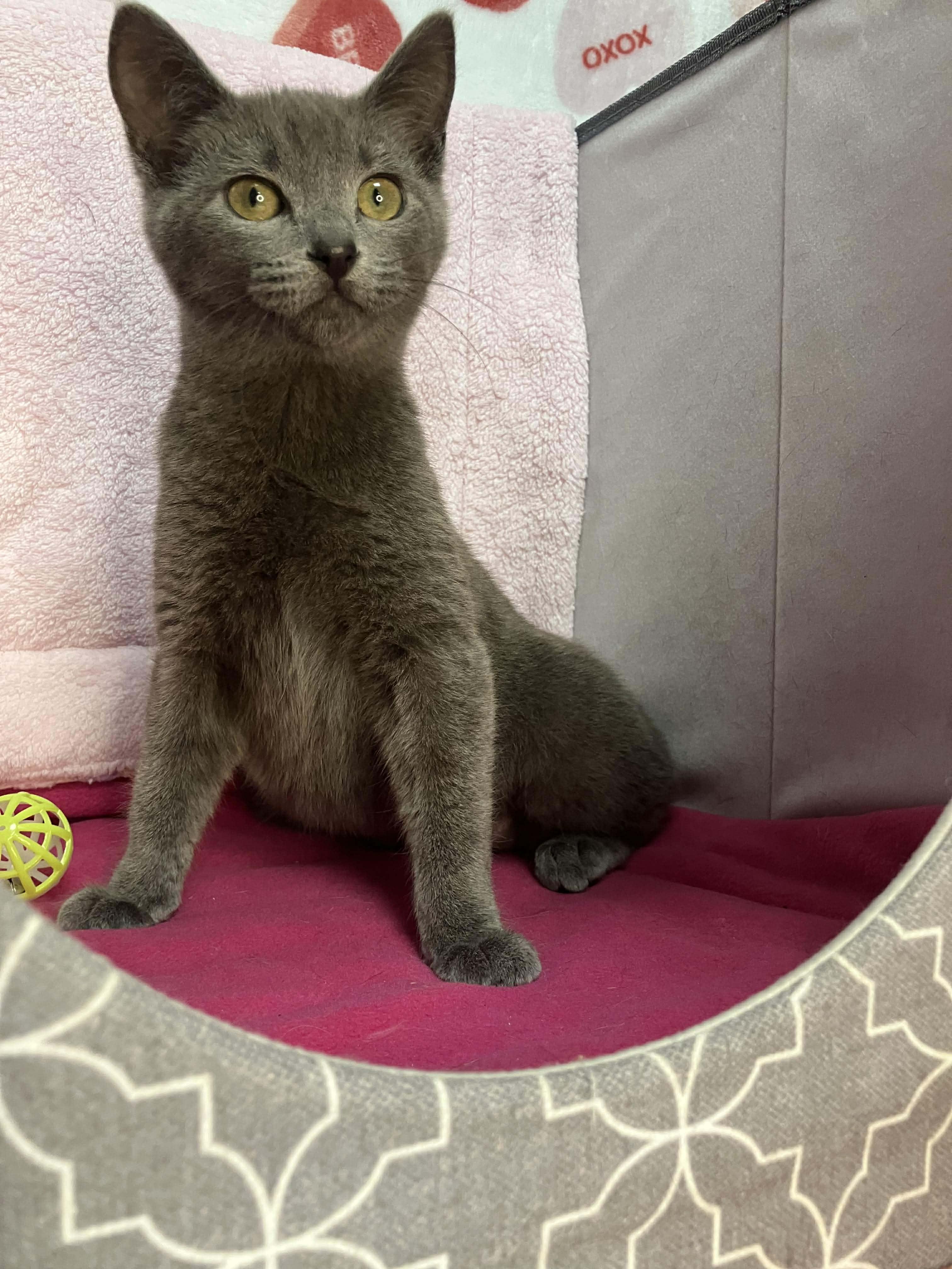 Honey - sweet and affectionate, Adoptable, Kitten Female Russian Blue & Domestic Short Hair.