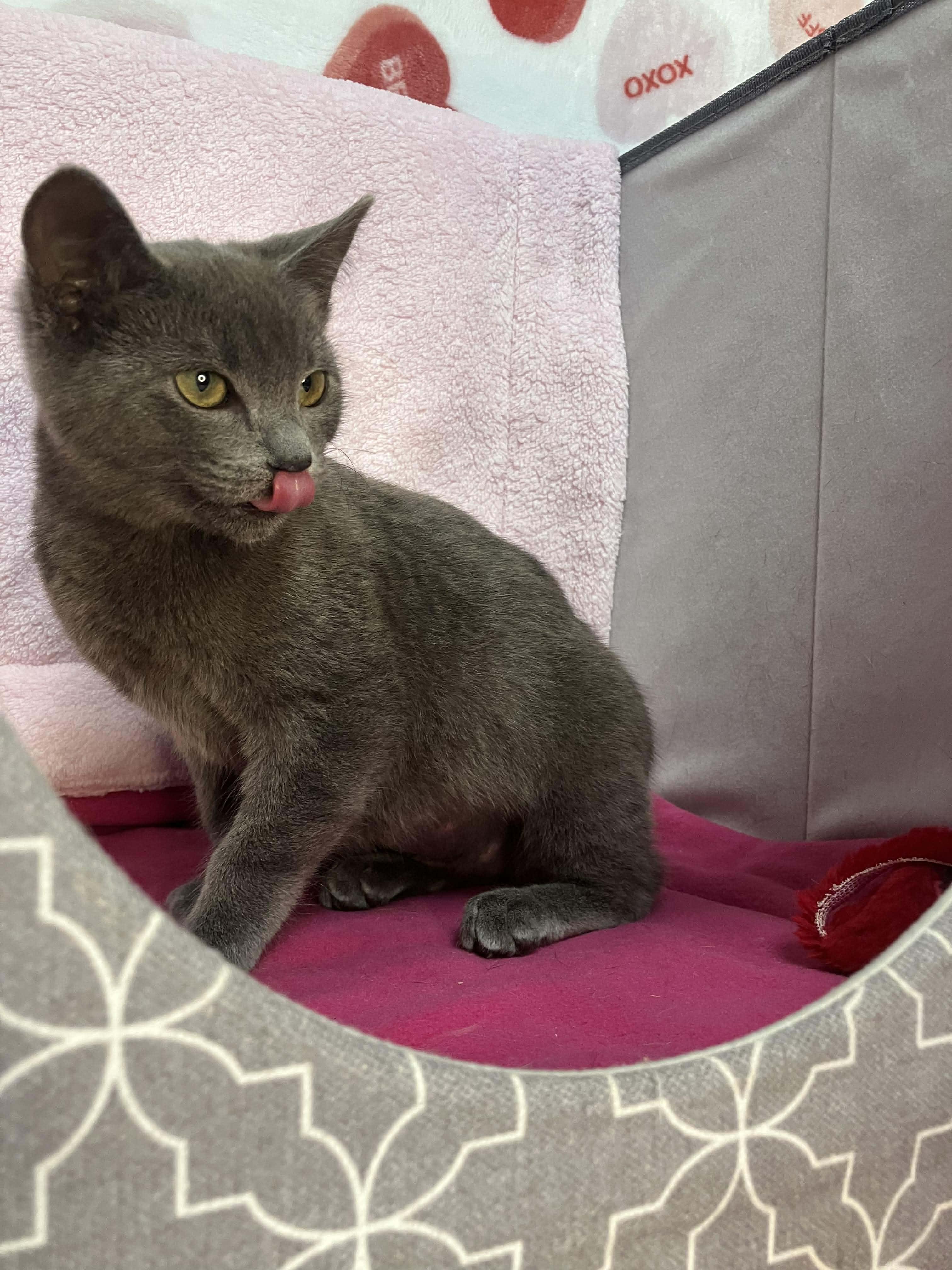 Enlarge Honey - sweet and affectionate, a Adoptable mixed breed in Muskego, WI image 3/4