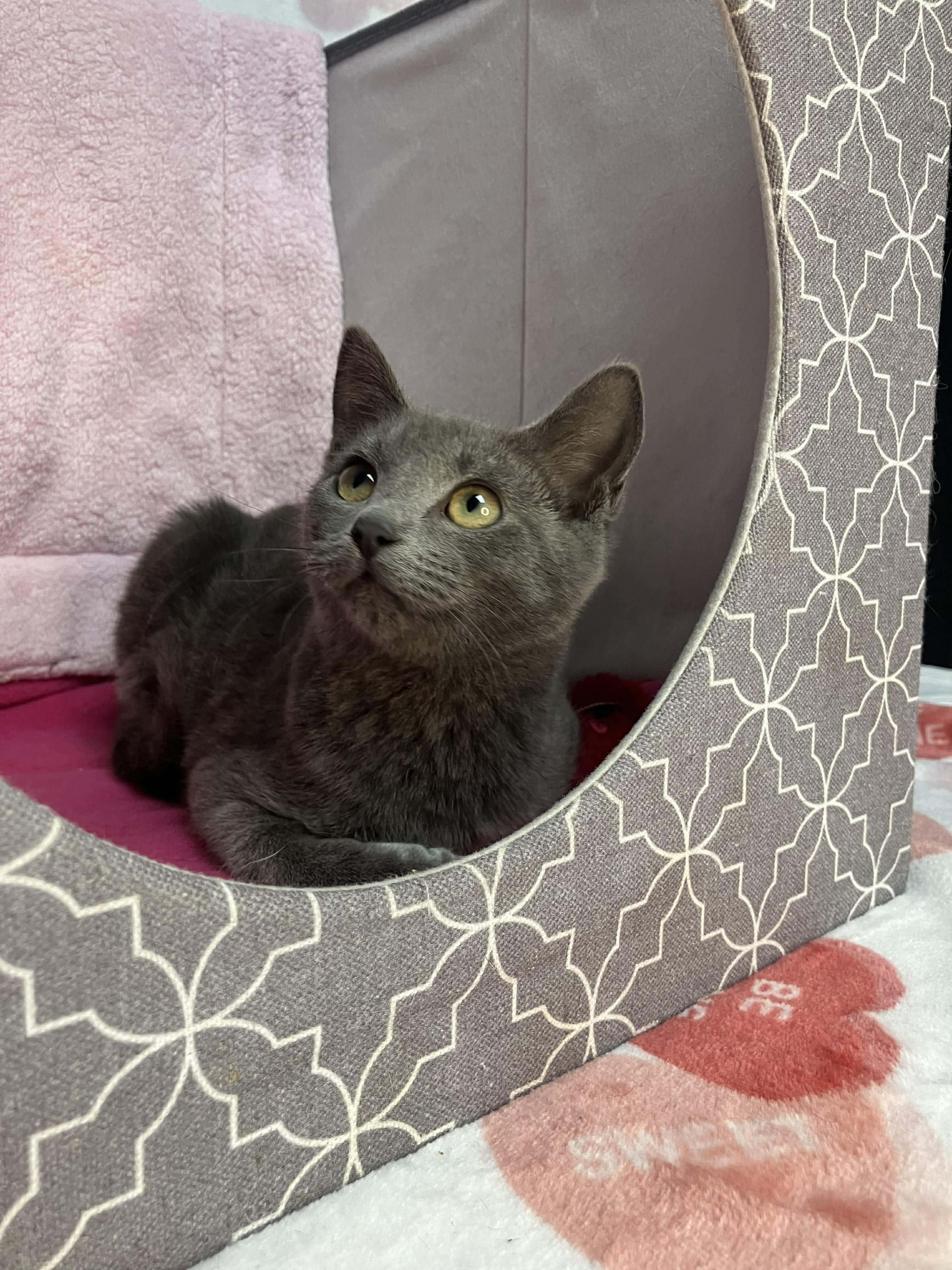 Enlarge Honey - sweet and affectionate, a Adoptable mixed breed in Muskego, WI image 4/4