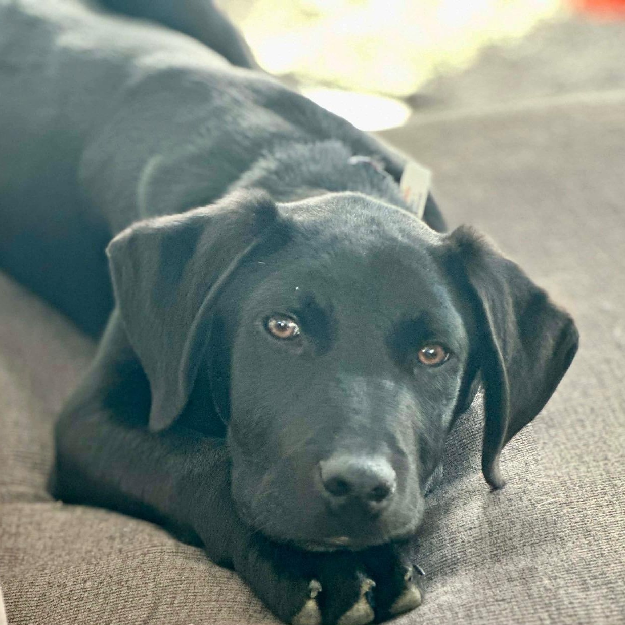 Waylon, Adoptable, Puppy Male Labrador Retriever.