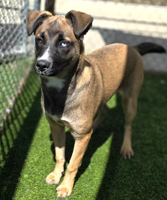 Enlarge PETUNIA, a Adoptable Mixed Breed in Columbia, SC image 1/1