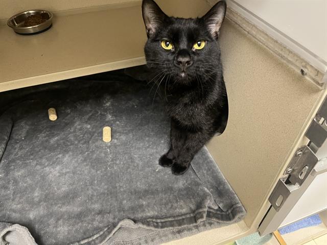 SALEM, Adoptable, Young Male Domestic Short Hair.