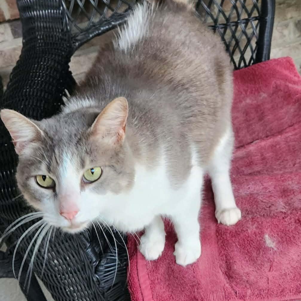 Big Bertha (Bert) (Courtesy Post), adopted, Adult Female Domestic Short Hair.
