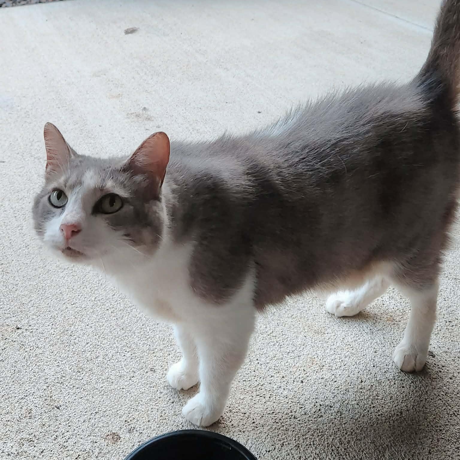 Big Bertha (Bert) (Courtesy Post), an adopted Domestic Short Hair in Vine Grove, KY image 2/4
