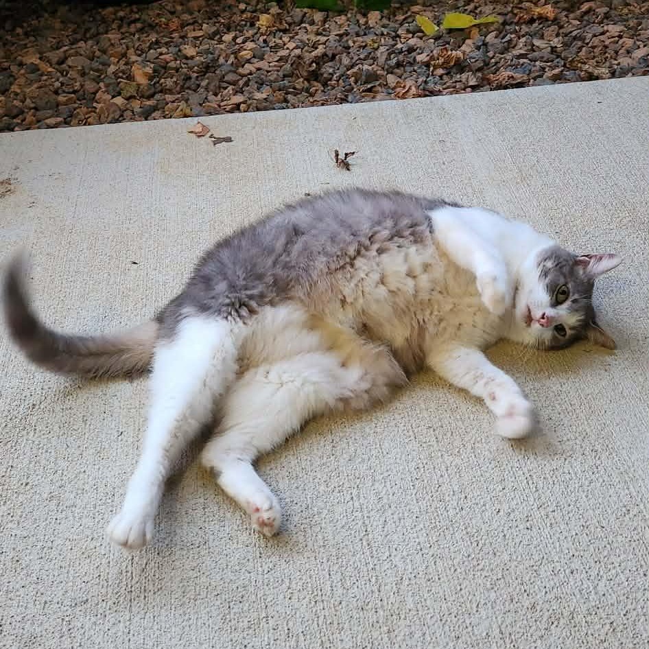 Big Bertha (Bert) (Courtesy Post), an adopted Domestic Short Hair in Vine Grove, KY image 4/4