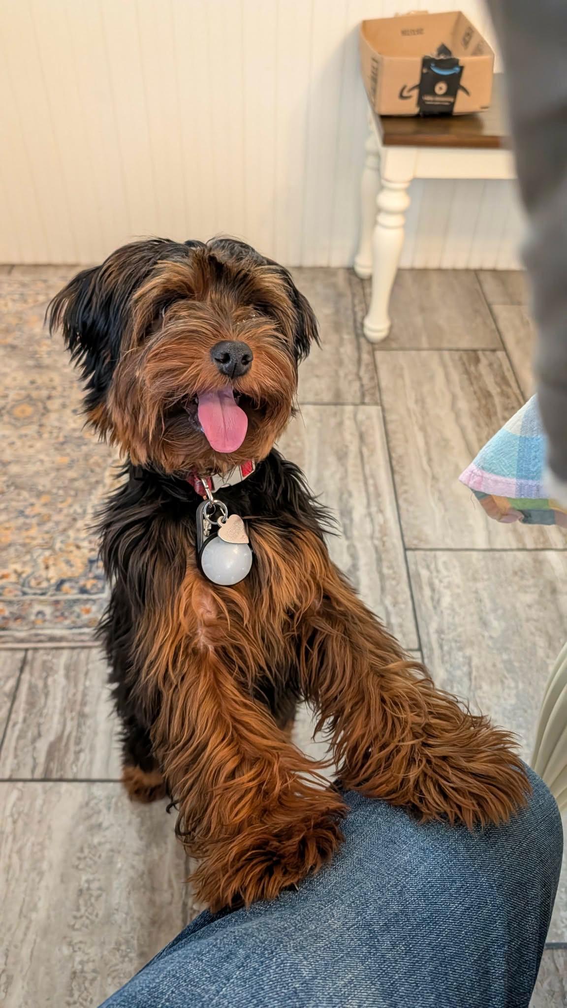 Lucy Lou, a ADOPTABLE Yorkie Poo in Youngstown, OH image 1/2