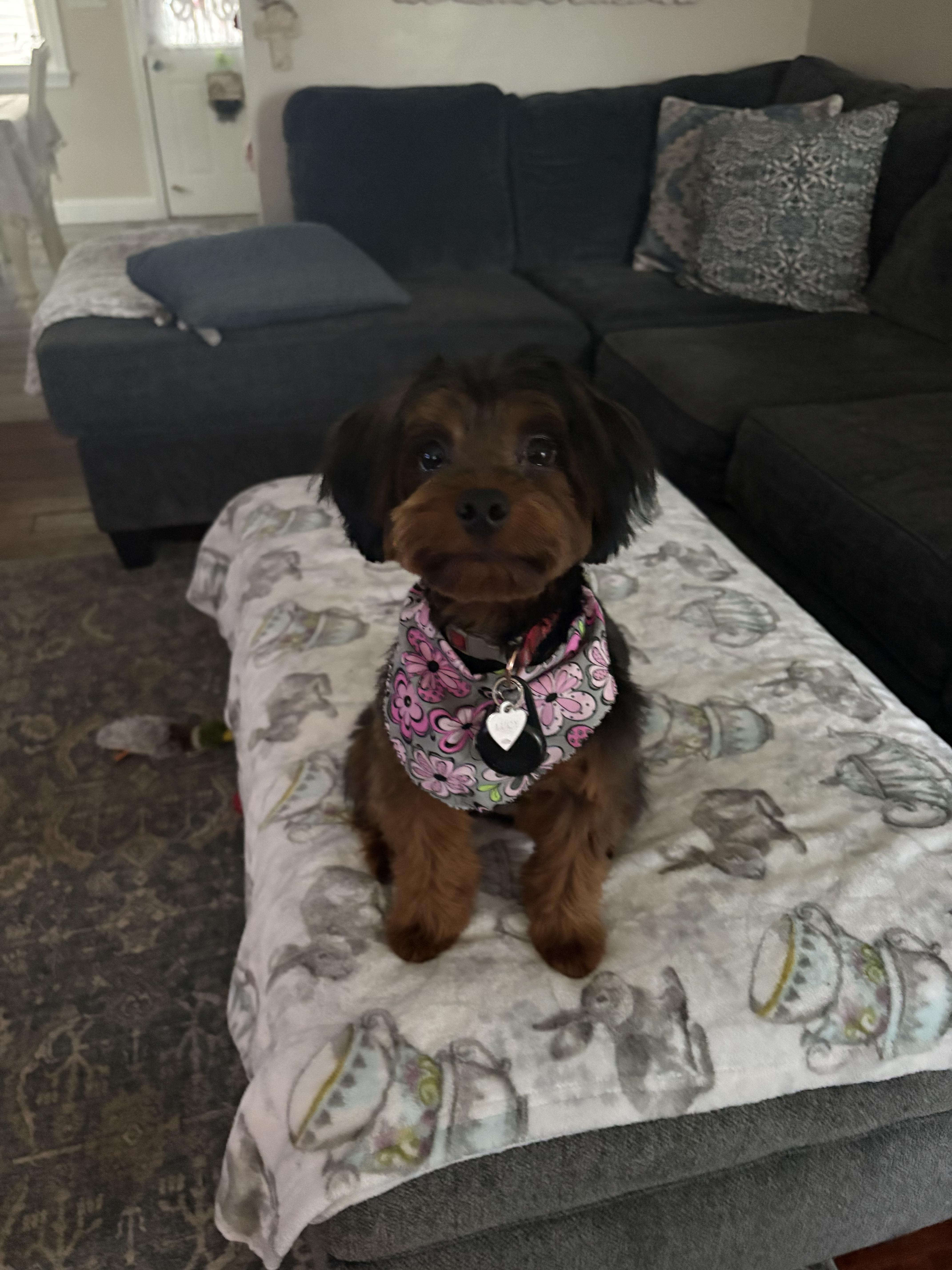 Lucy Lou, a ADOPTABLE Yorkie Poo in Youngstown, OH image 2/2