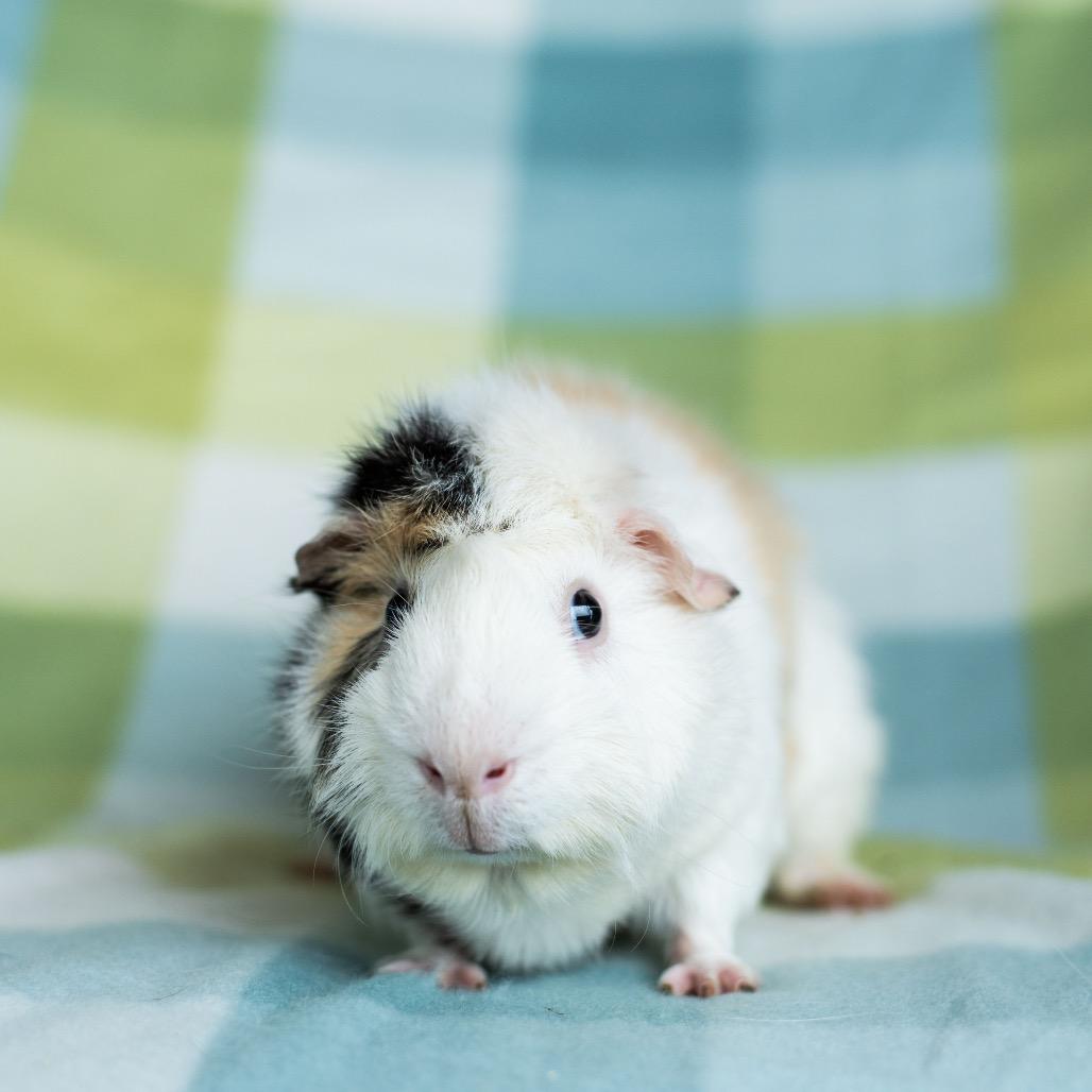 Popcorn, Adoptable, Adult Male Guinea Pig.