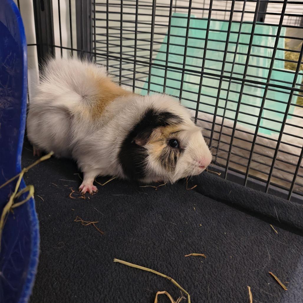 Enlarge Popcorn, a Adoptable Guinea Pig in Warwick, RI image 2/2