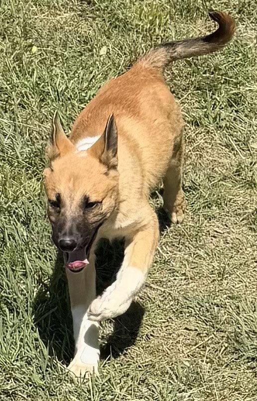 Enlarge SCARLETT, a Adoptable mixed breed in Sebec, ME image 1/3