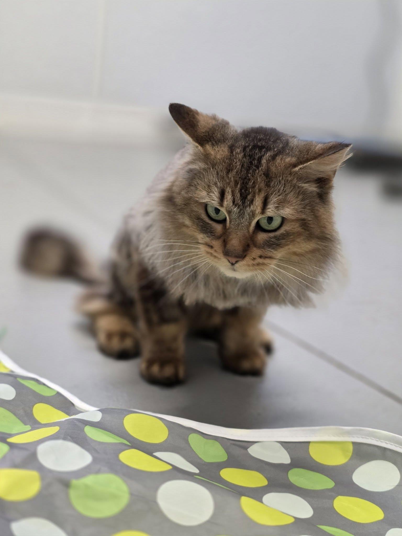 Enlarge Brewster, an adopted Domestic Long Hair in Shelby, MI image 1/1