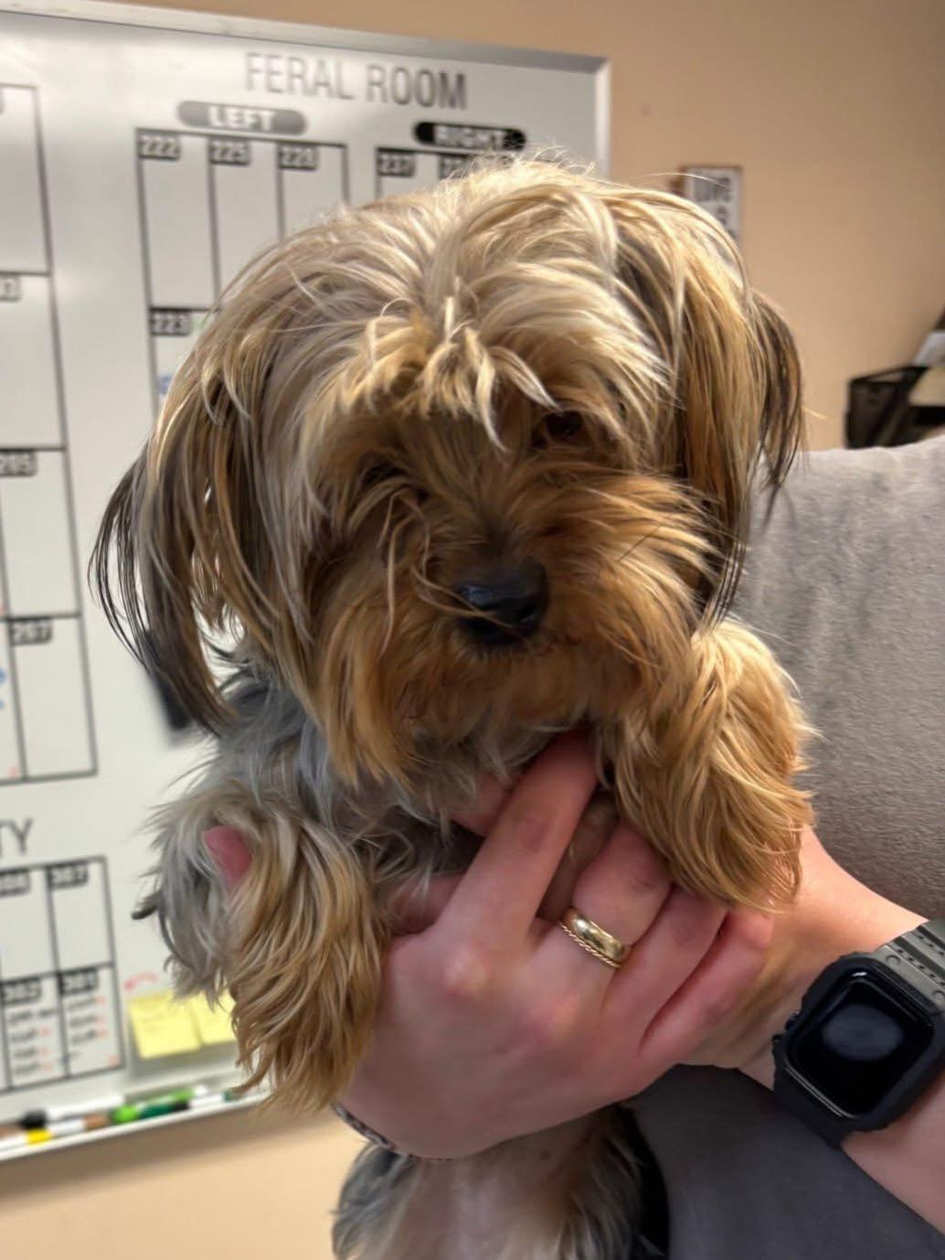Ellie, ADOPTABLE, Adult Female Yorkshire Terrier.