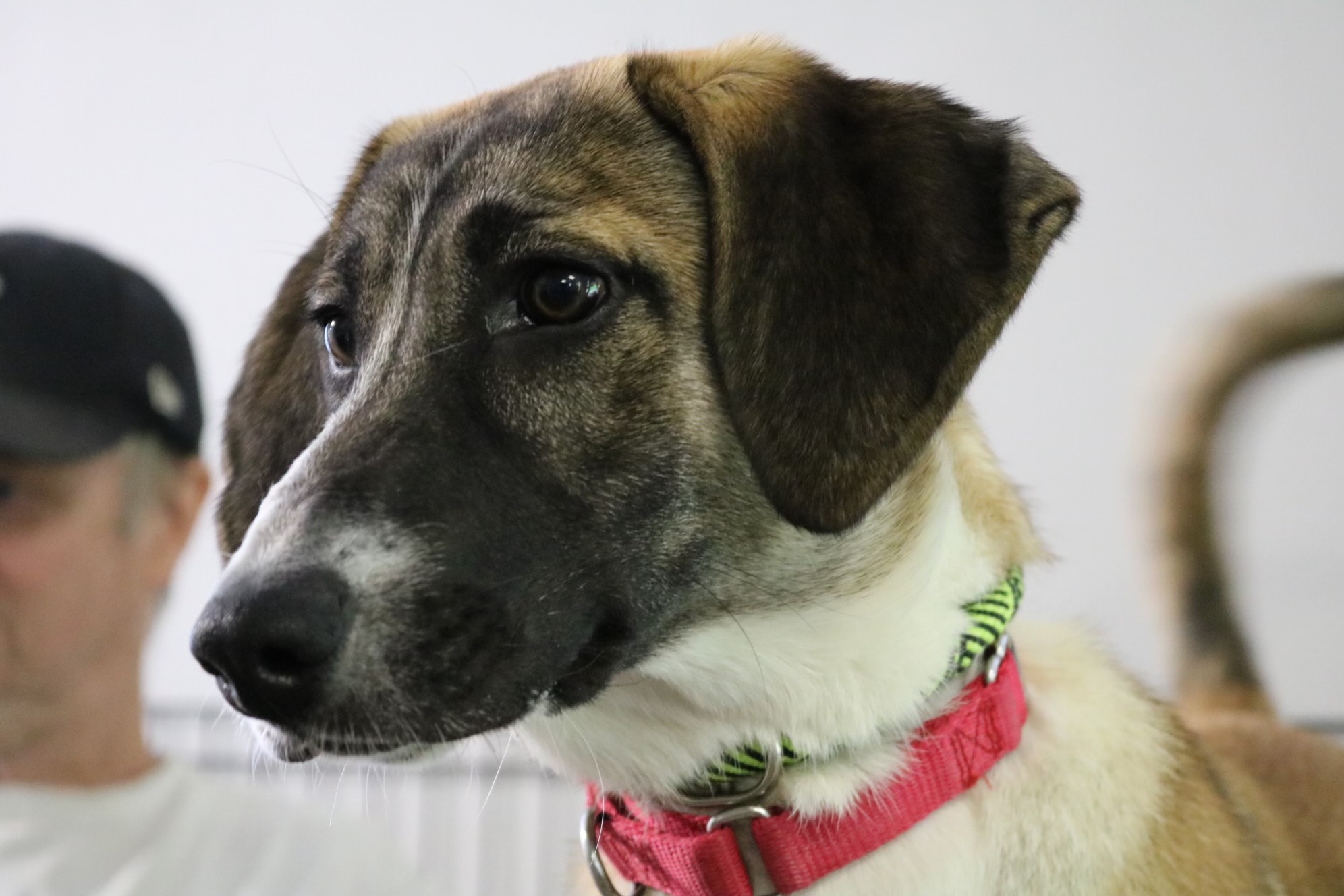 Bella, Young Female Labrador Retriever
