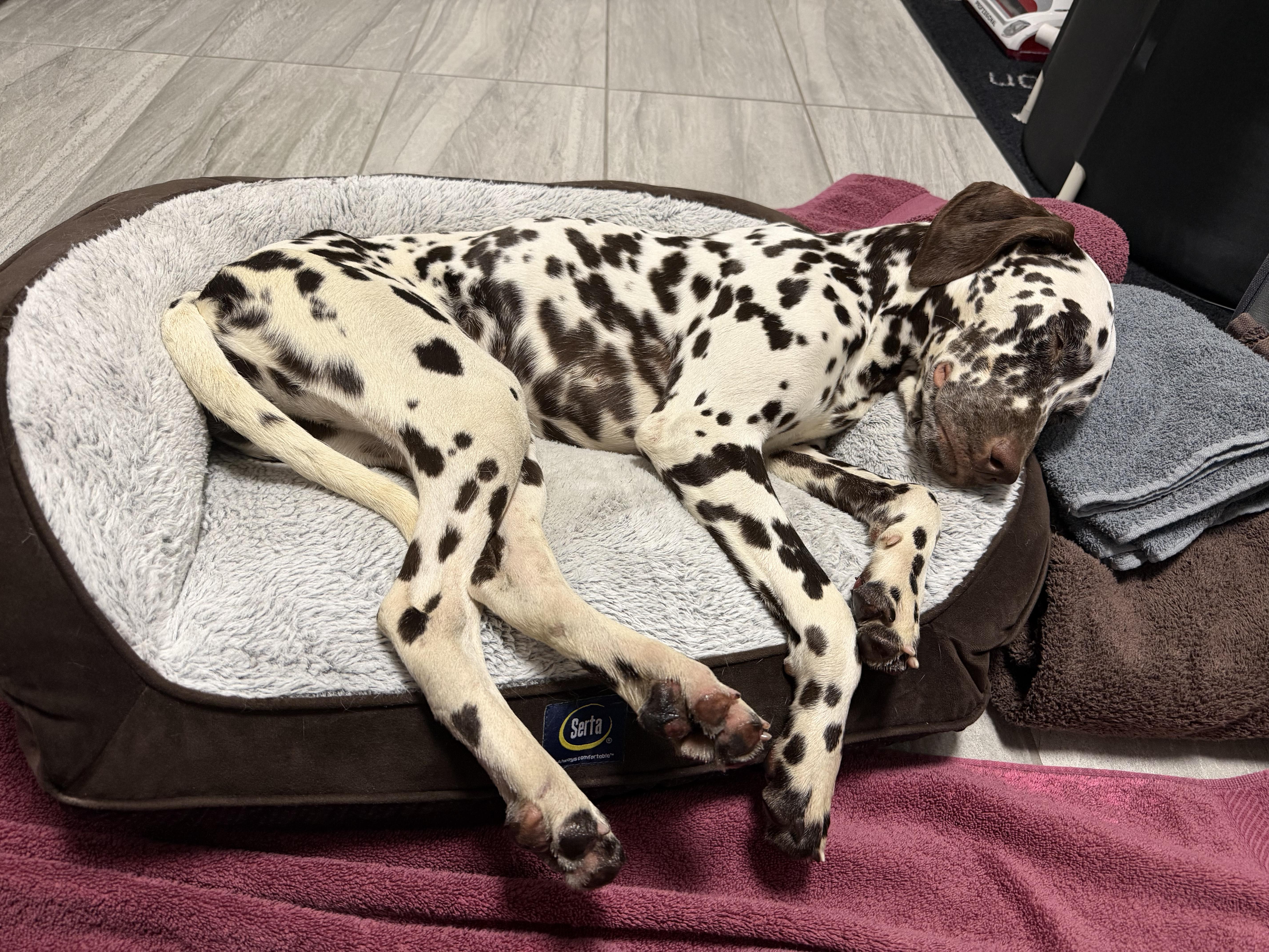 Nora-Las Vegas, NV, an adopted Dalmatian in San Diego, CA image 3/4
