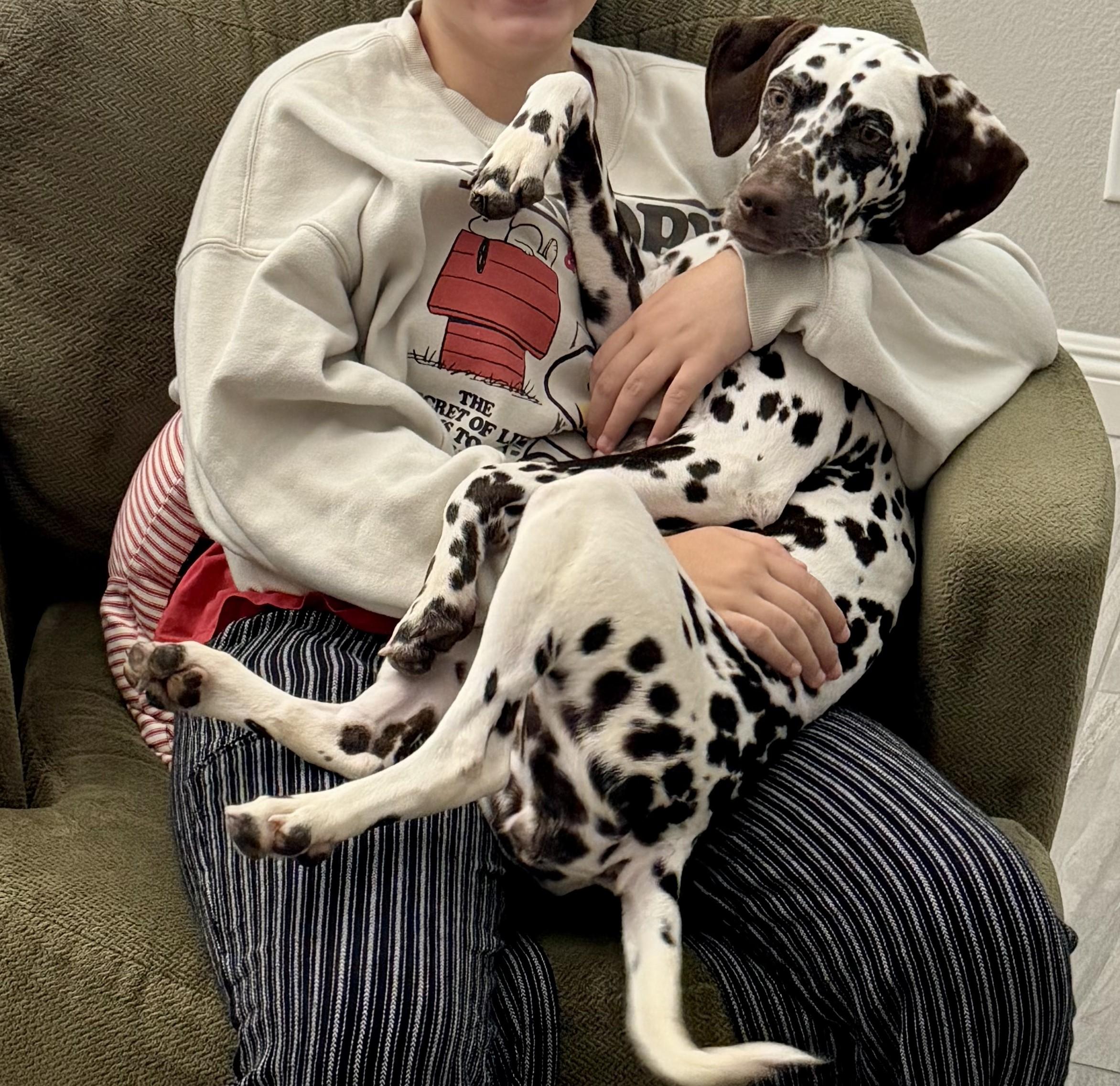 Nora-Las Vegas, NV, adopted, Young Female Dalmatian.