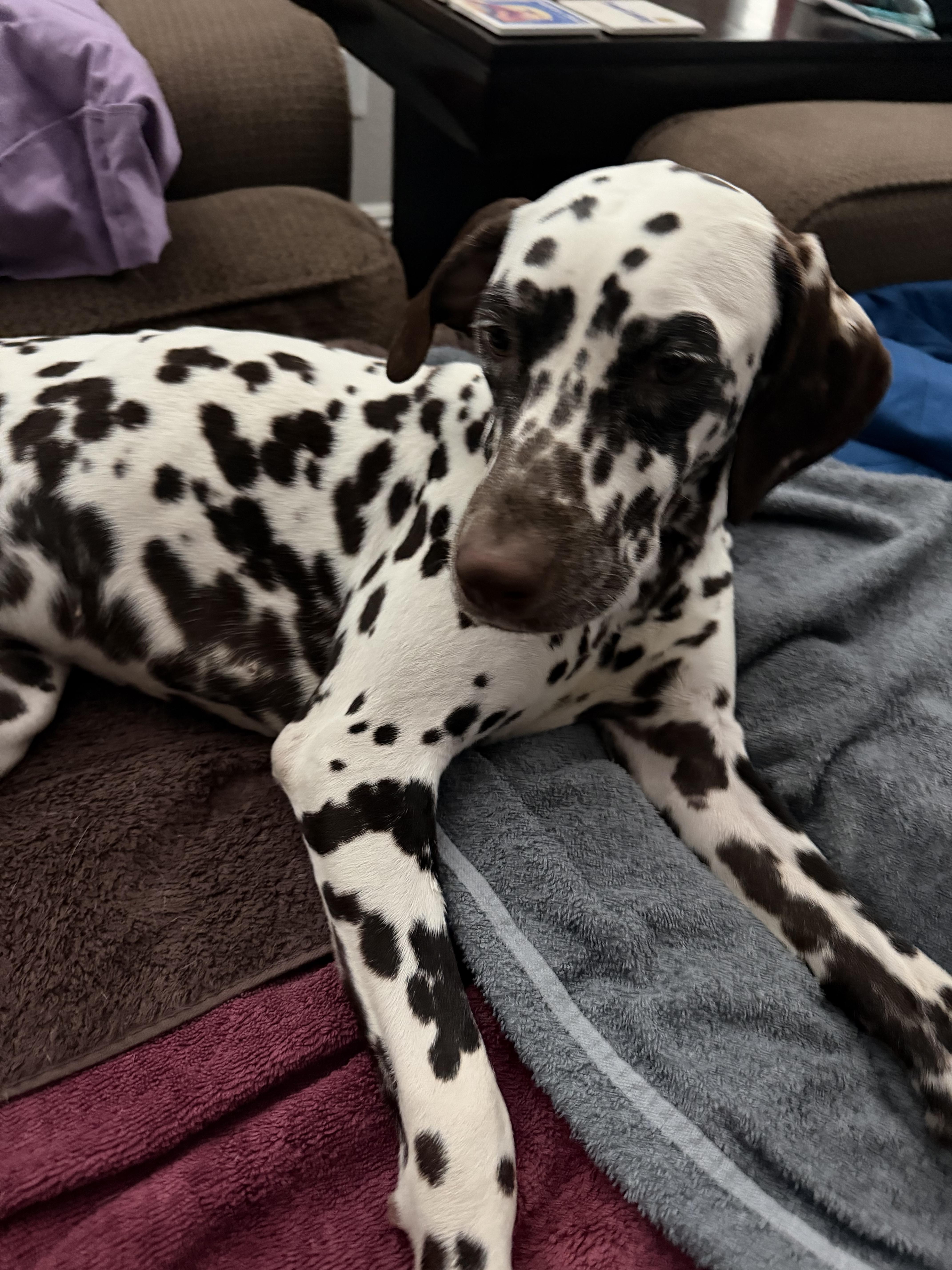 Nora-Las Vegas, NV, an adopted Dalmatian in San Diego, CA image 2/4