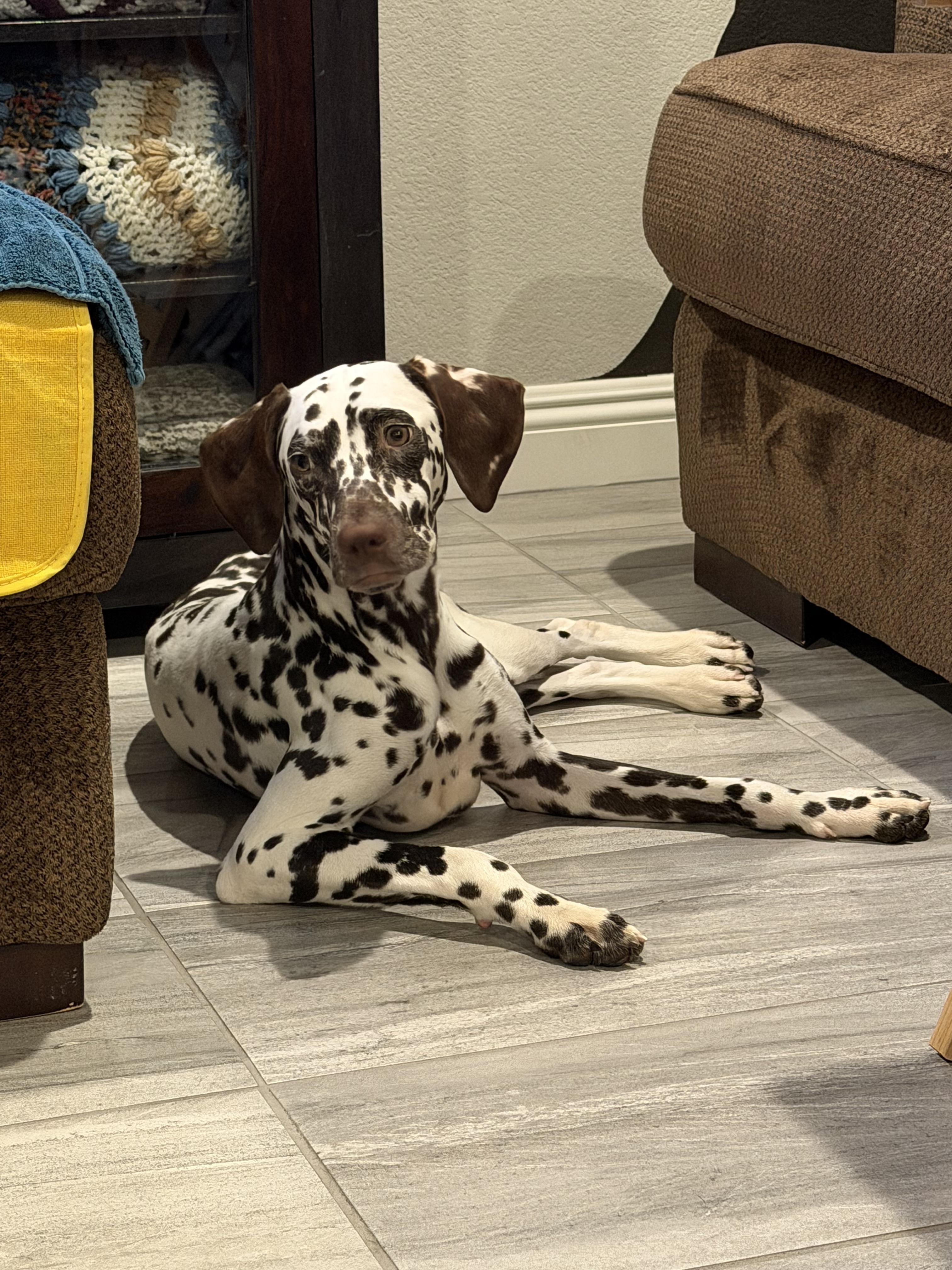Nora-Las Vegas, NV, an adopted Dalmatian in San Diego, CA image 4/4