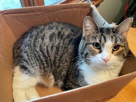 Enlarge Aurora, a Adoptable Domestic Short Hair in West Milton, OH image 1/1