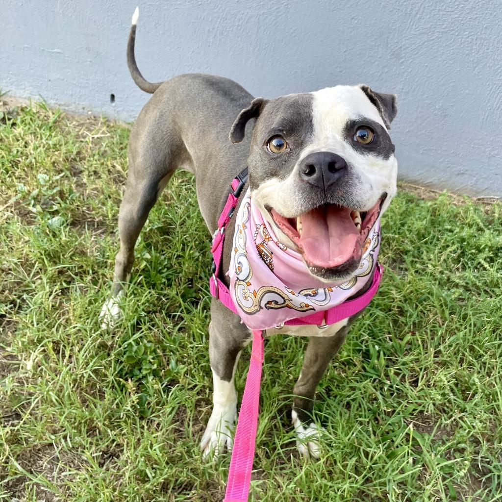 Starlight, a Adoptable mixed breed in Austin, TX image 1/6