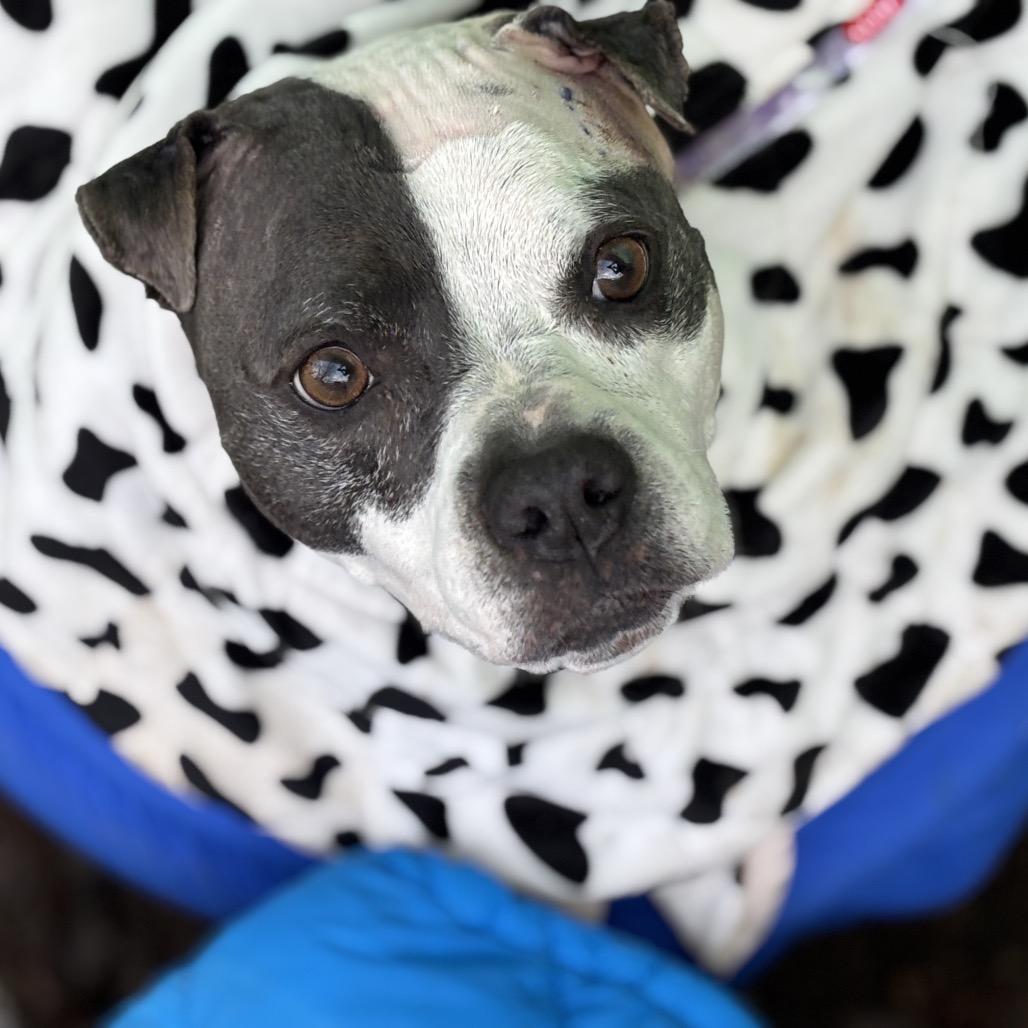 Starlight, Adoptable, Adult Female Staffordshire Bull Terrier & Labrador Retriever.