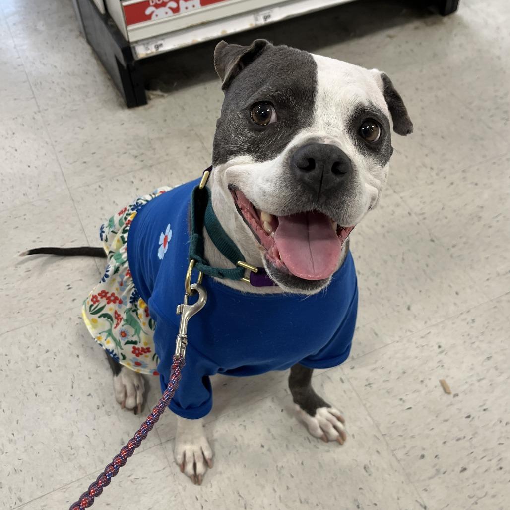 Enlarge Starlight, a Adoptable mixed breed in Austin, TX image 1/6