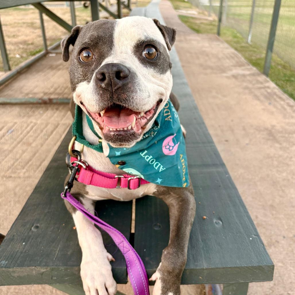 Starlight, Adoptable, Adult Female Staffordshire Bull Terrier & Labrador Retriever.