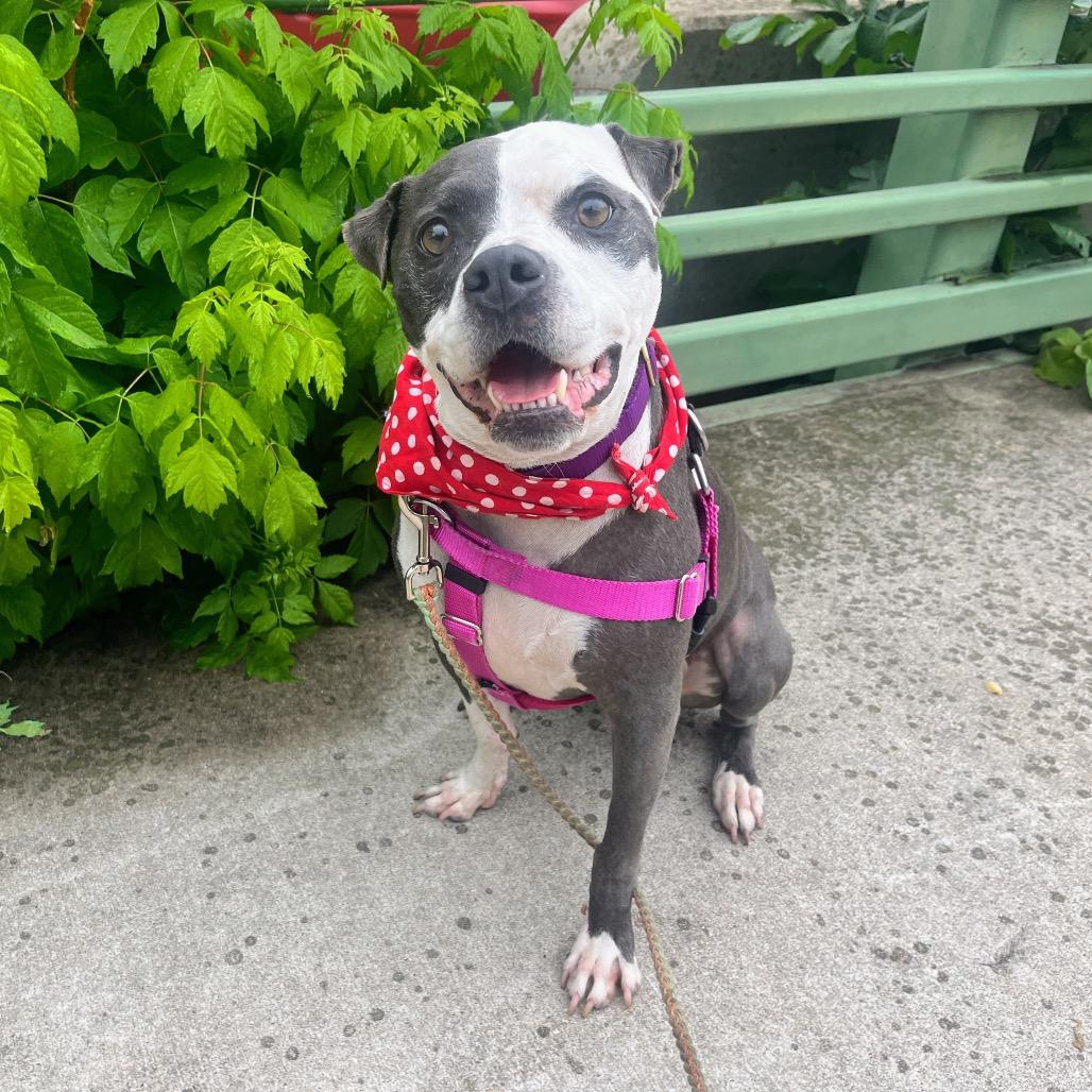 Enlarge Starlight, a Adoptable mixed breed in Austin, TX image 1/6