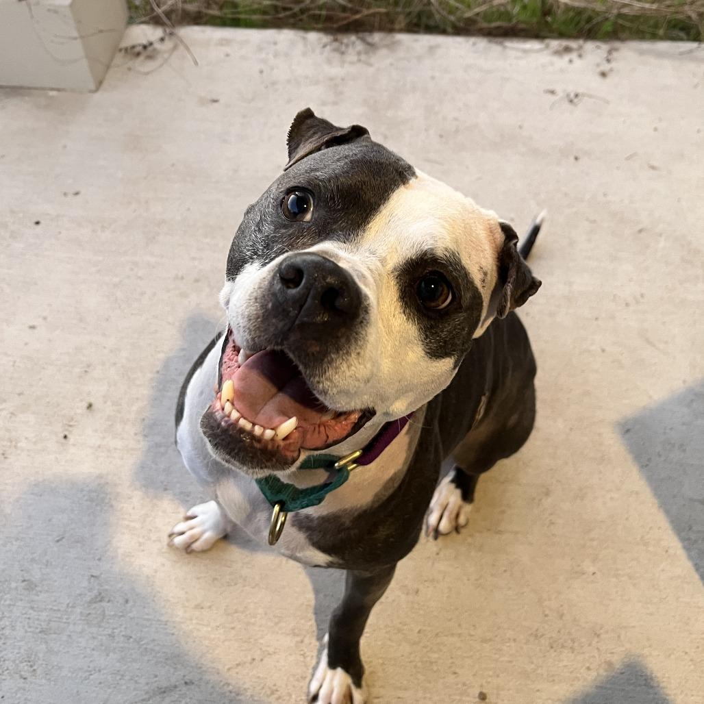 Enlarge Starlight, a Adoptable mixed breed in Austin, TX image 2/6