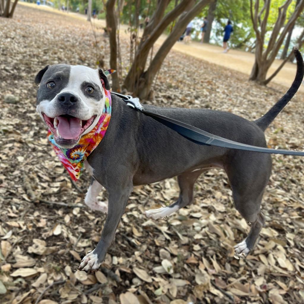 Starlight, Adoptable, Adult Female Staffordshire Bull Terrier & Labrador Retriever.