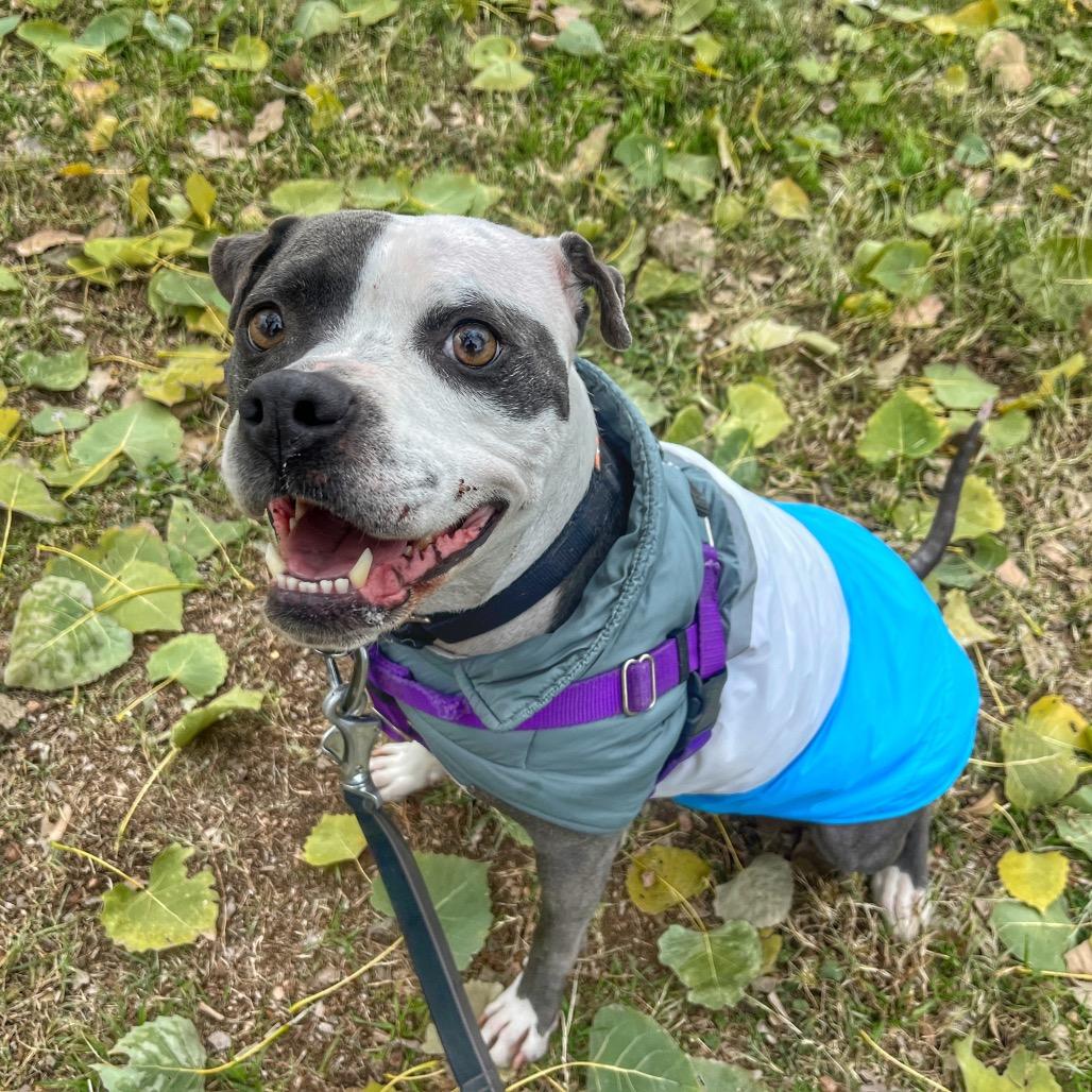 Starlight, a Adoptable mixed breed in Austin, TX image 3/6