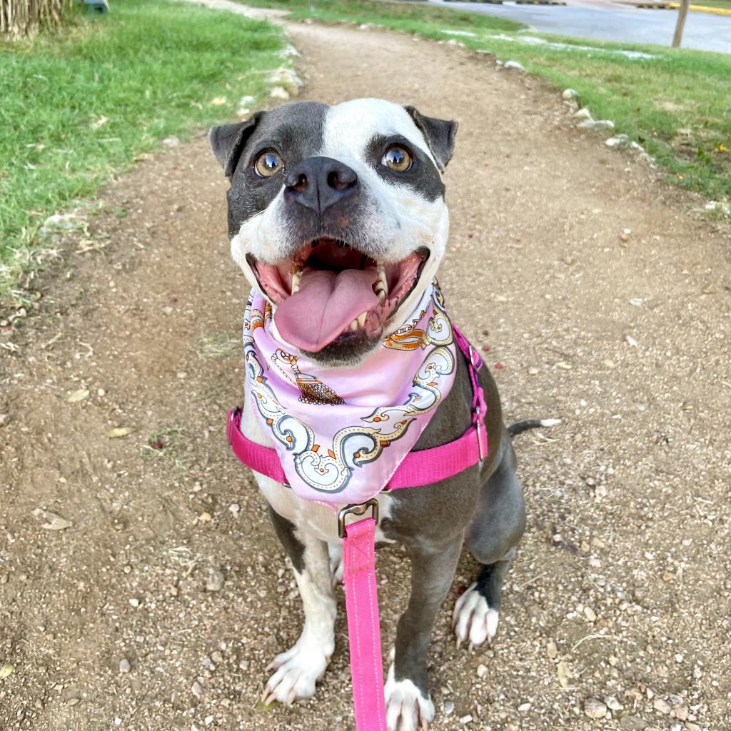 Starlight, a Adoptable mixed breed in Austin, TX image 4/6