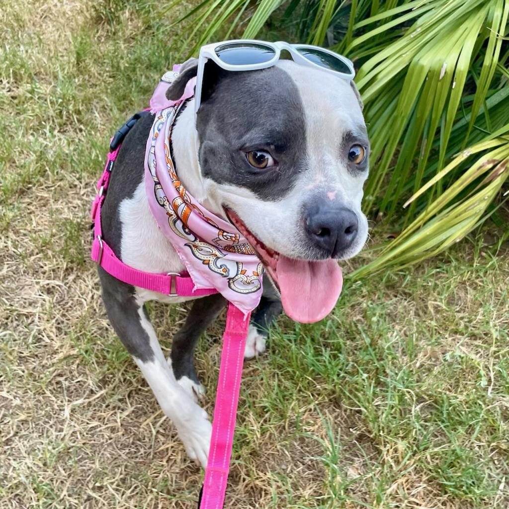 Starlight, a Adoptable mixed breed in Austin, TX image 5/6