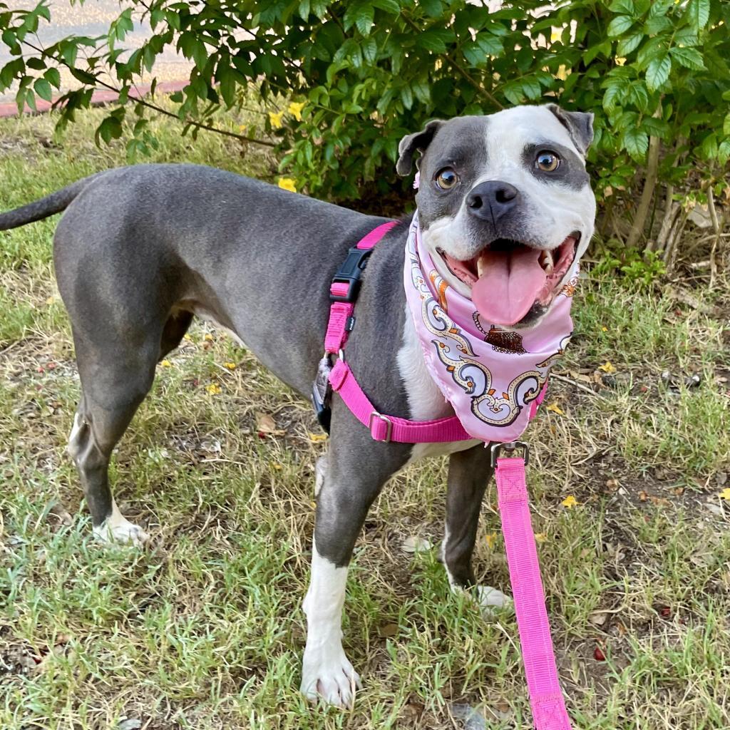 Starlight, a Adoptable mixed breed in Austin, TX image 6/6