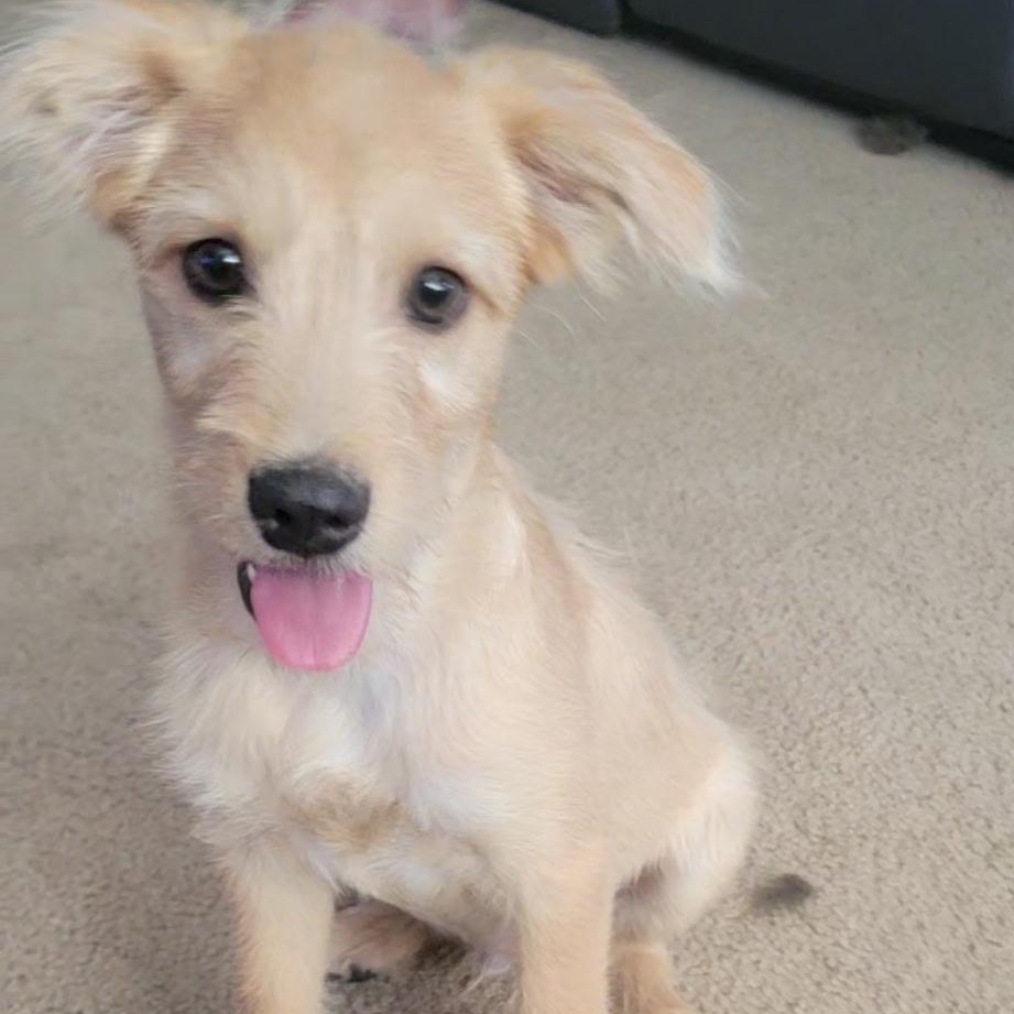 Mouche, Adoptable, Puppy Male Terrier.