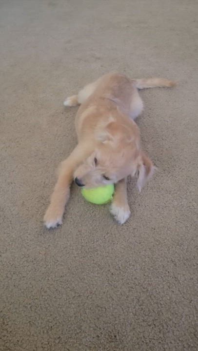 Enlarge Mouche, a Adoptable mixed breed in Lancaster, CA video 3/3