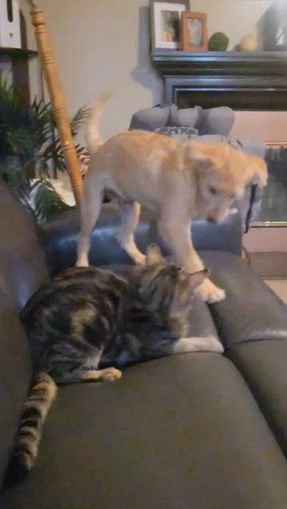 Enlarge Mouche, a Adoptable mixed breed in Lancaster, CA video 2/3