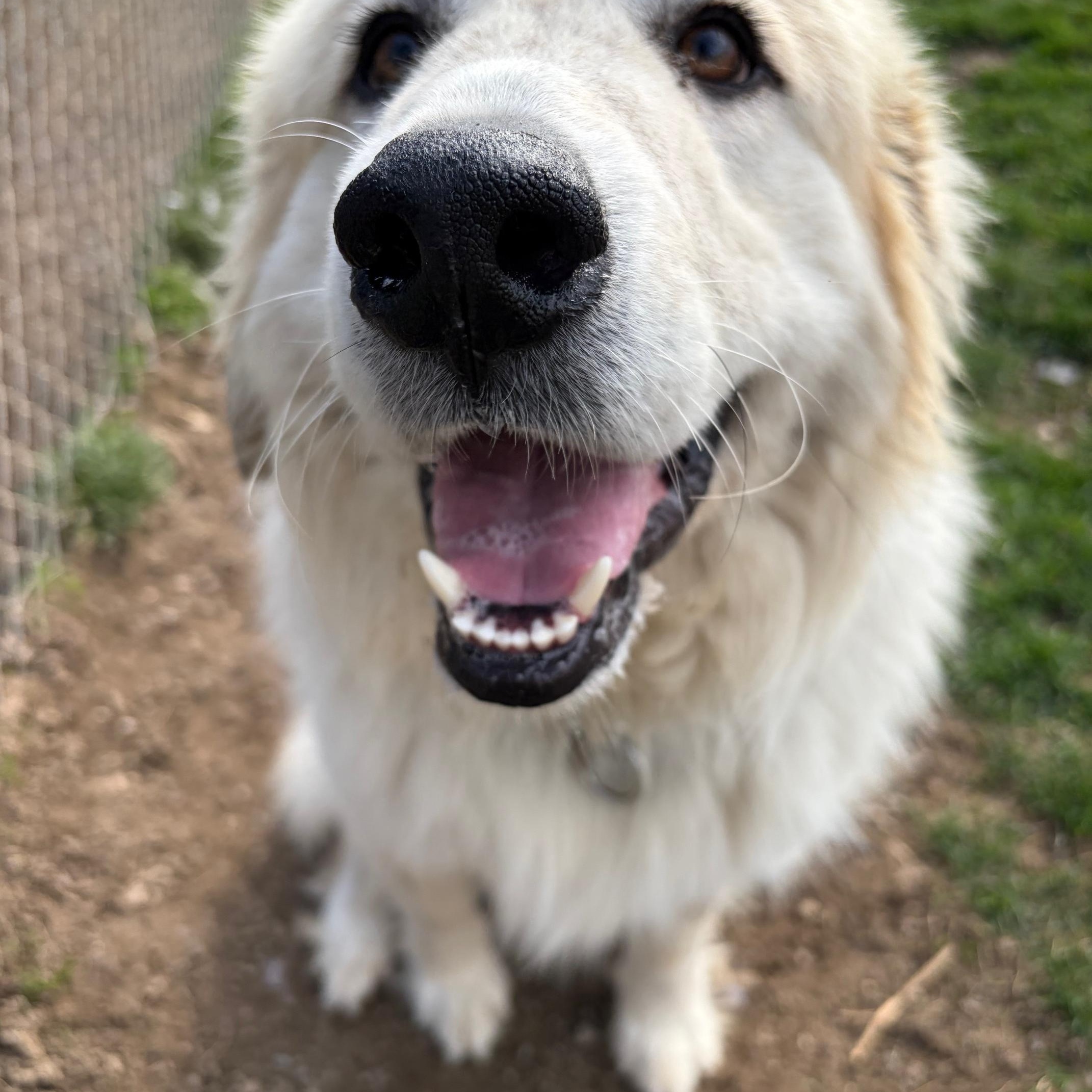 Finn, ADOPTABLE, Adult Male Great Pyrenees.
