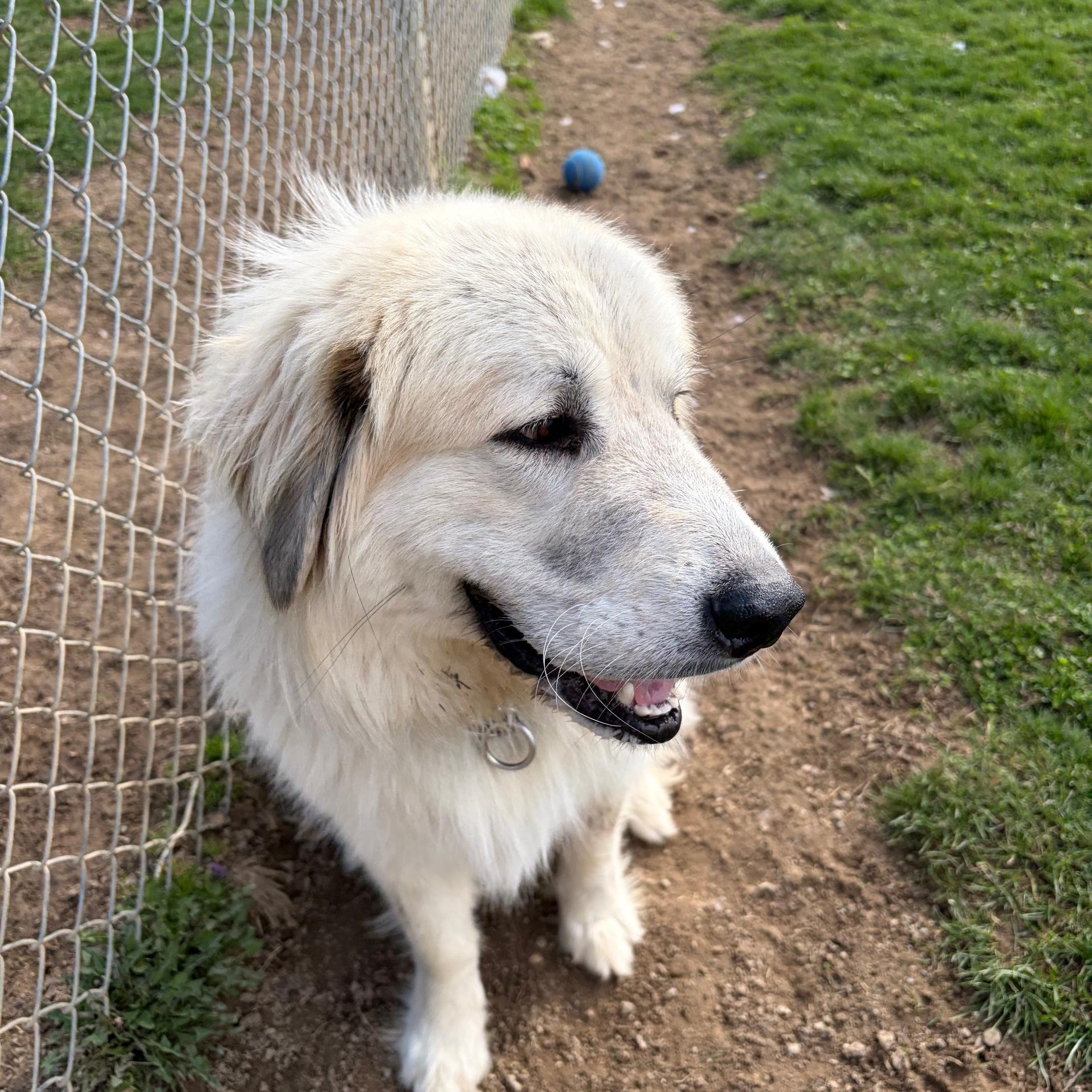 Enlarge Finn, a ADOPTABLE Great Pyrenees in Benton Harbor, MI image 2/5