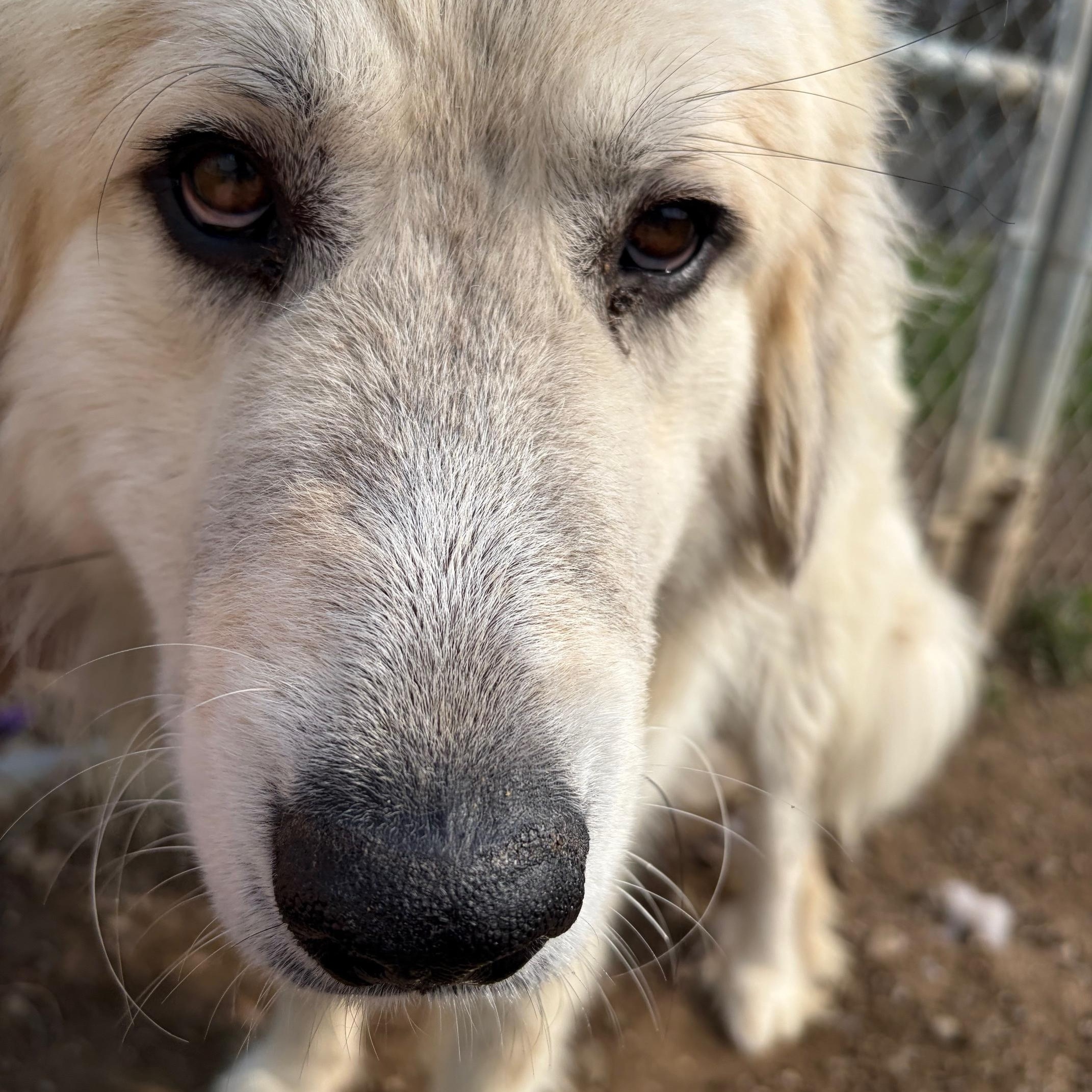 Enlarge Finn, a ADOPTABLE Great Pyrenees in Benton Harbor, MI image 4/5