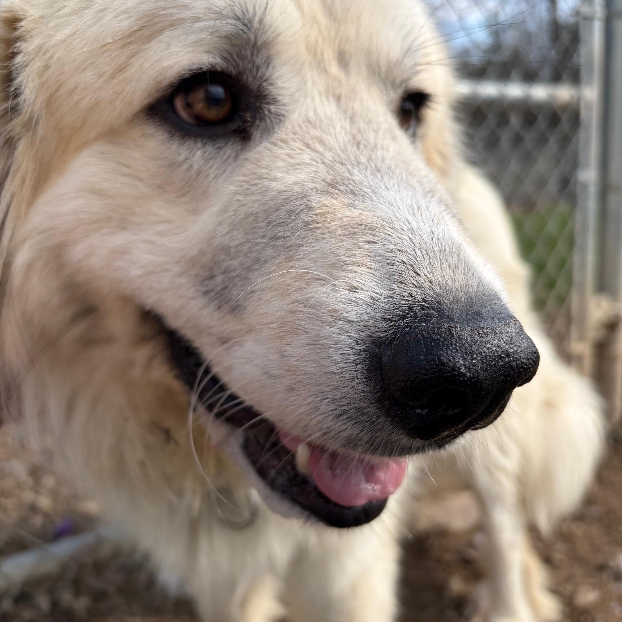 Enlarge Finn, a ADOPTABLE Great Pyrenees in Benton Harbor, MI image 3/5