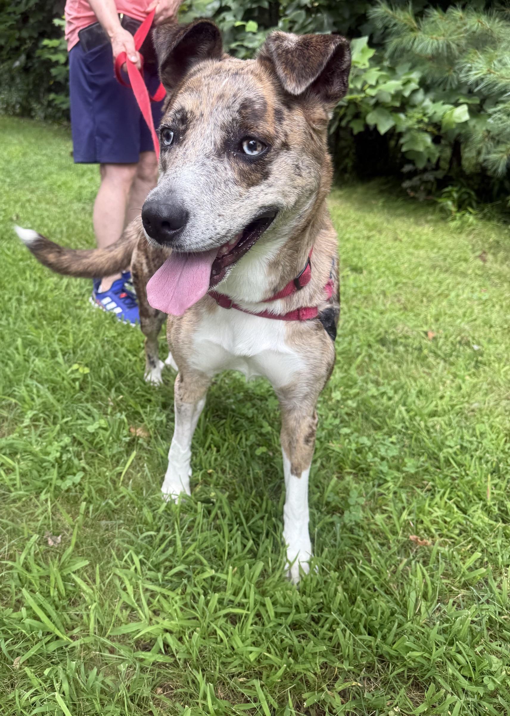 Enlarge Luna, a Adoptable mixed breed in Bloomfield, CT image 3/4