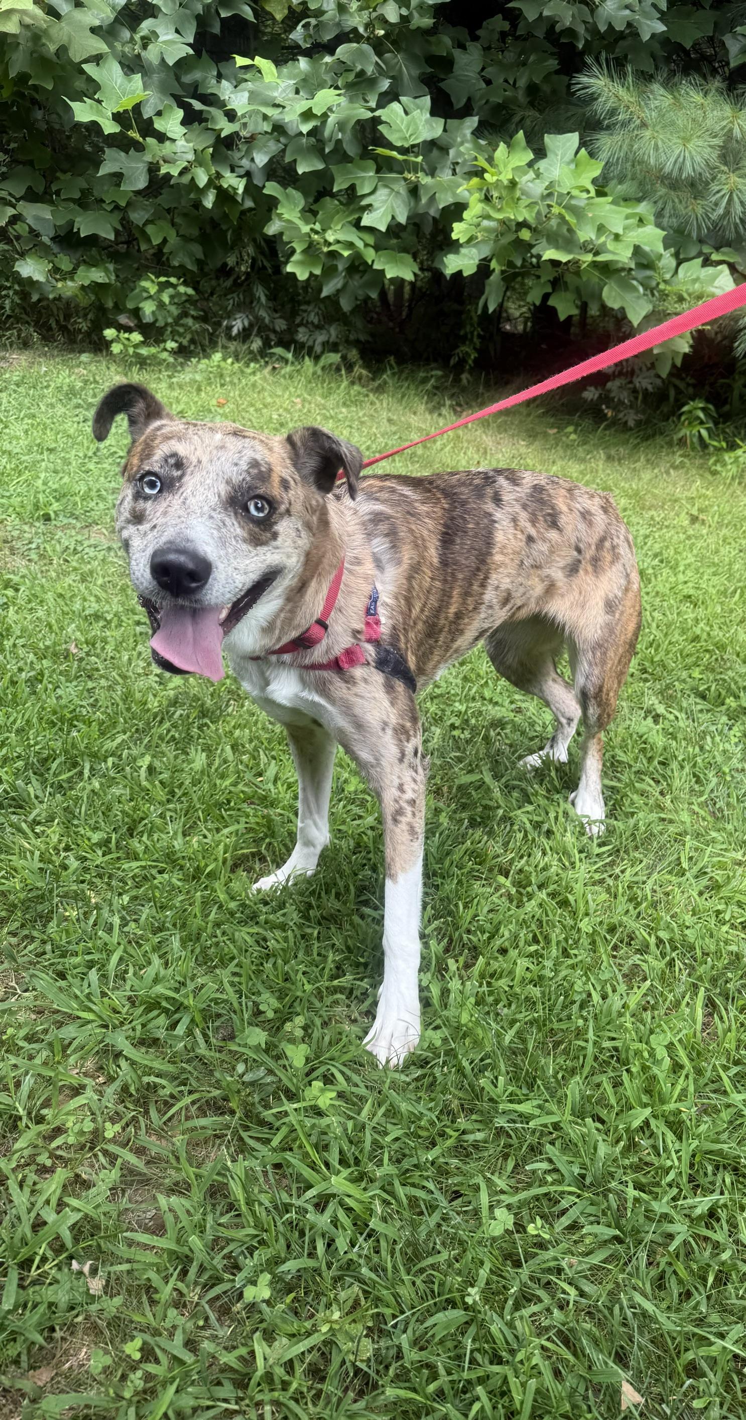 Enlarge Luna, a Adoptable mixed breed in Bloomfield, CT image 4/4